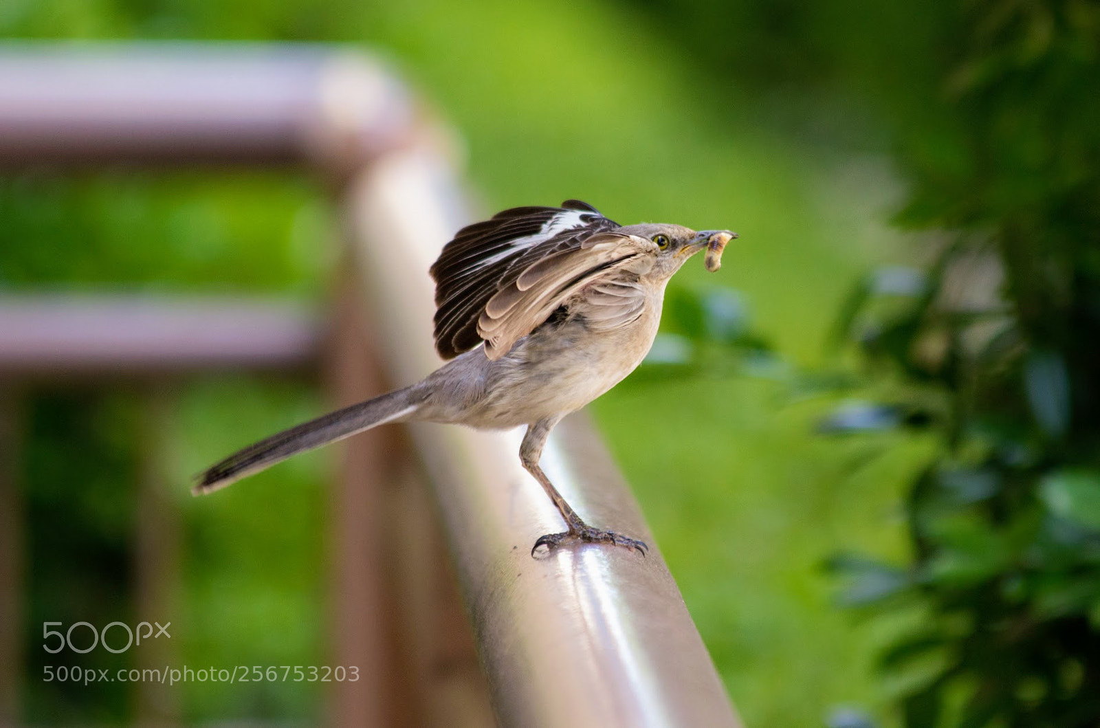 Canon EOS 600D (Rebel EOS T3i / EOS Kiss X5) sample photo. Bird with worm photography