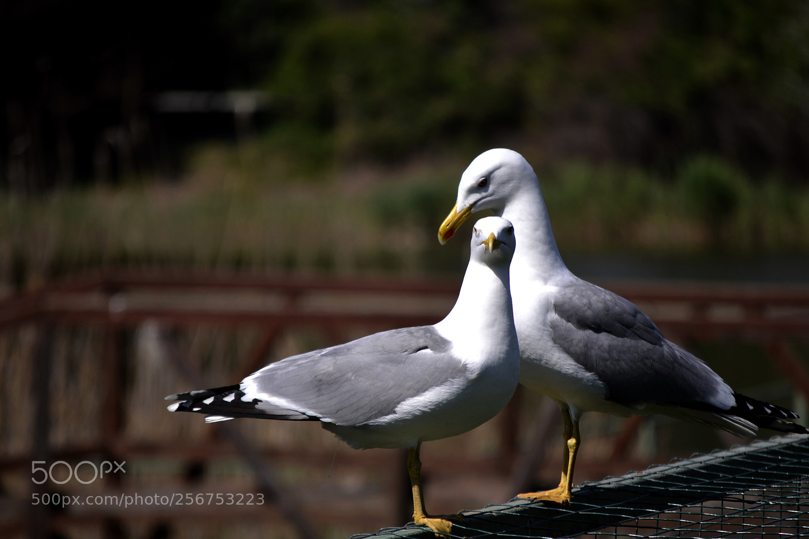 Nikon D3100 sample photo. Larus cachinnans photography