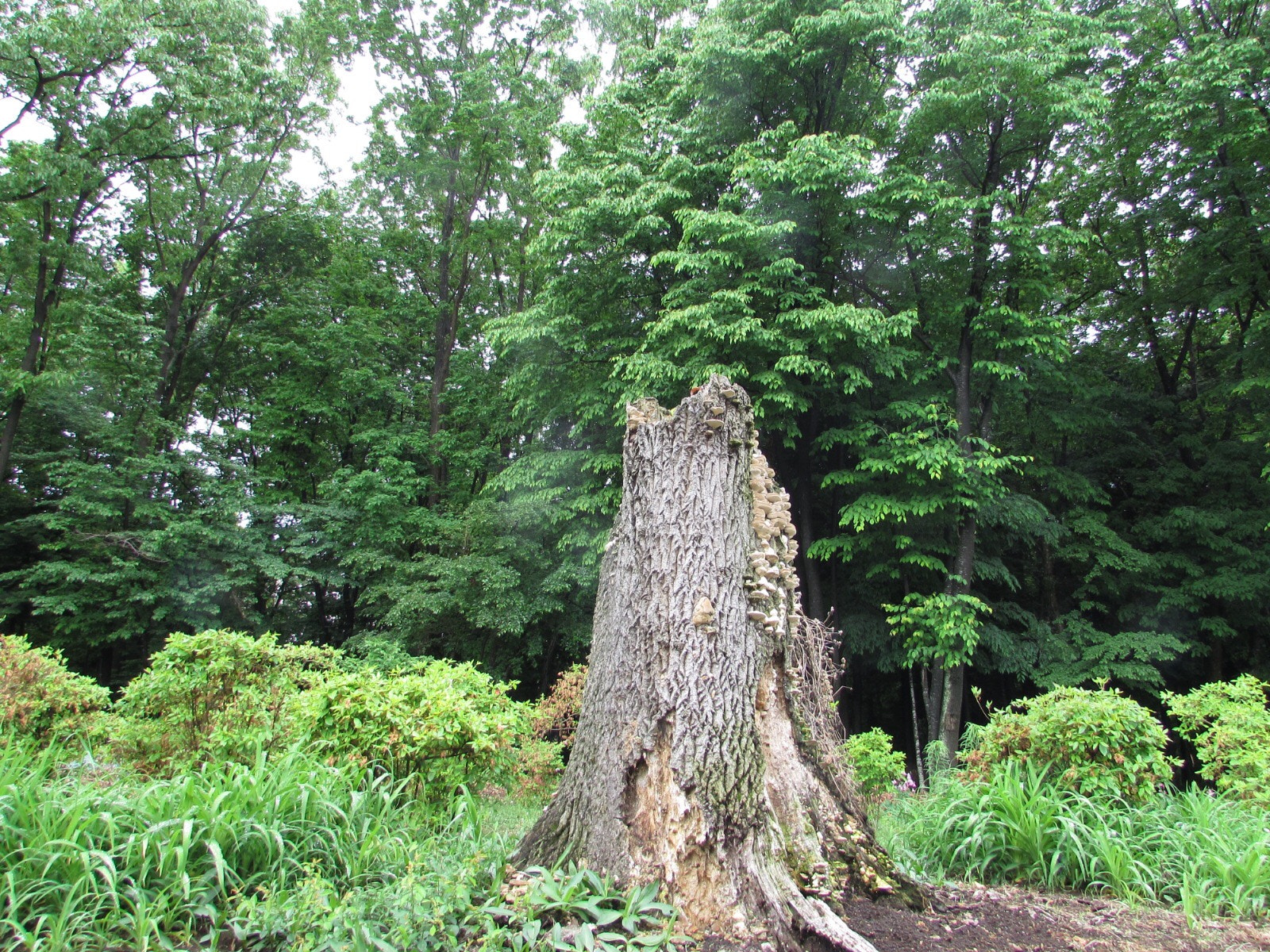 Canon PowerShot SX510 HS sample photo