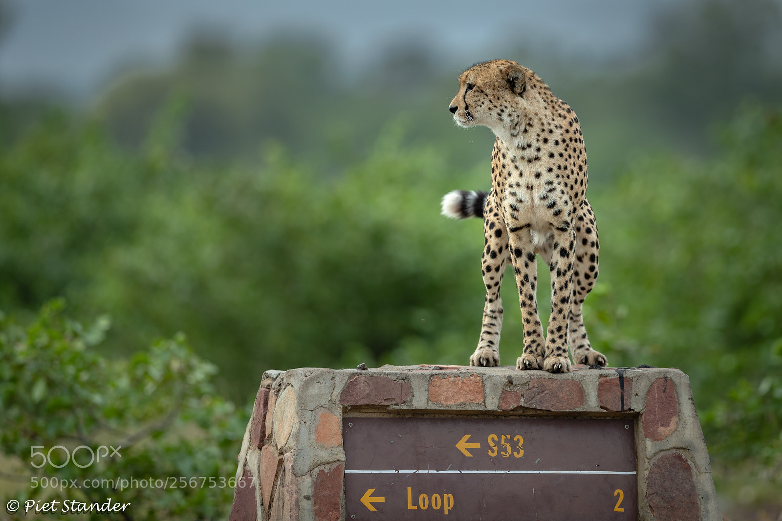 Canon EOS-1D X Mark II sample photo. Cheetah photography