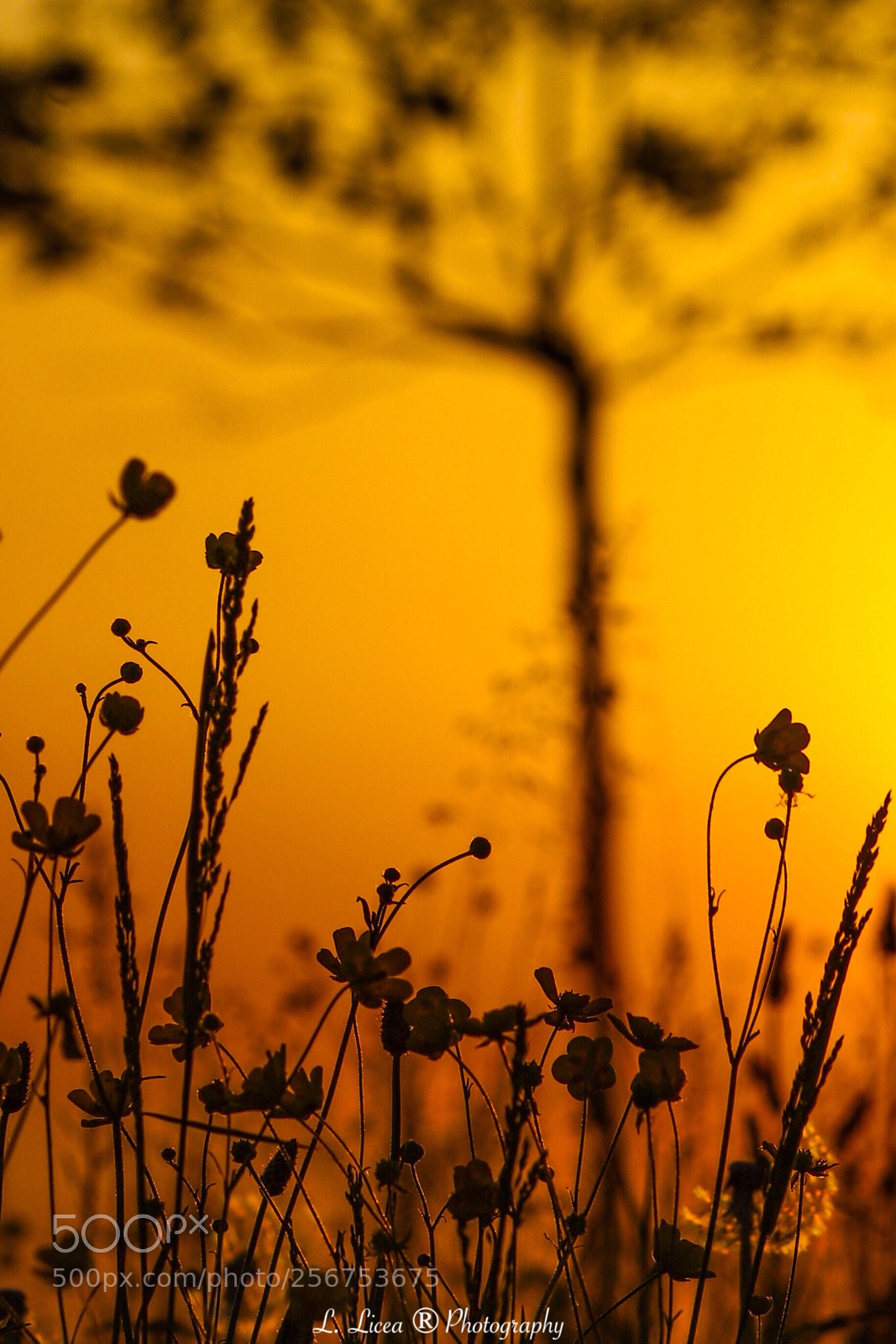 Canon EOS 6D Mark II sample photo. Caress of light 53 photography