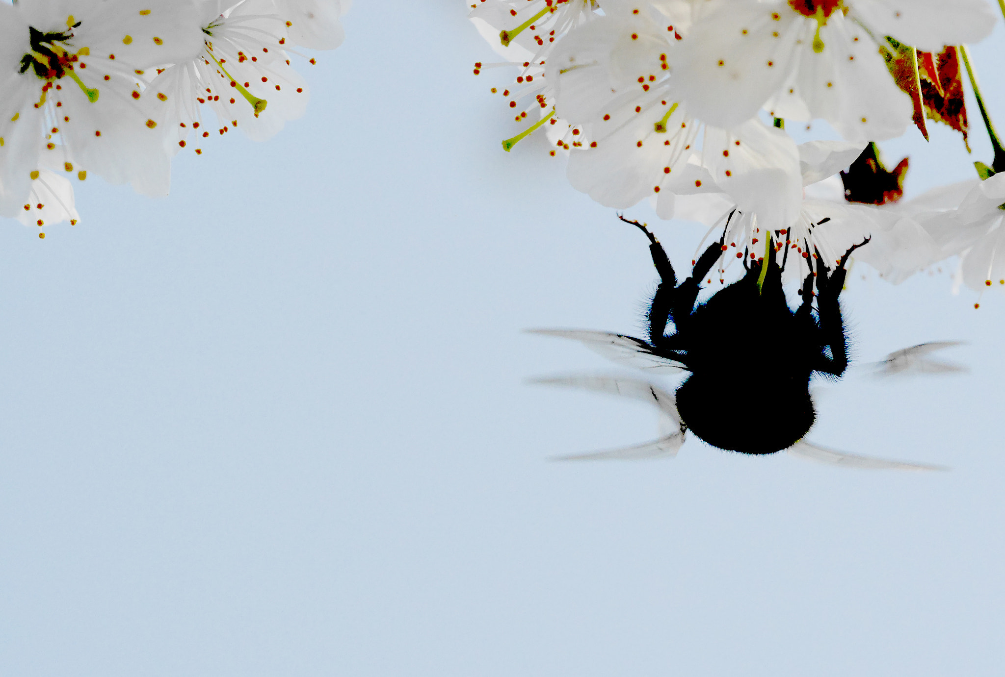 Panasonic Lumix DMC-GM1 sample photo. Bumble bee in silhouette photography