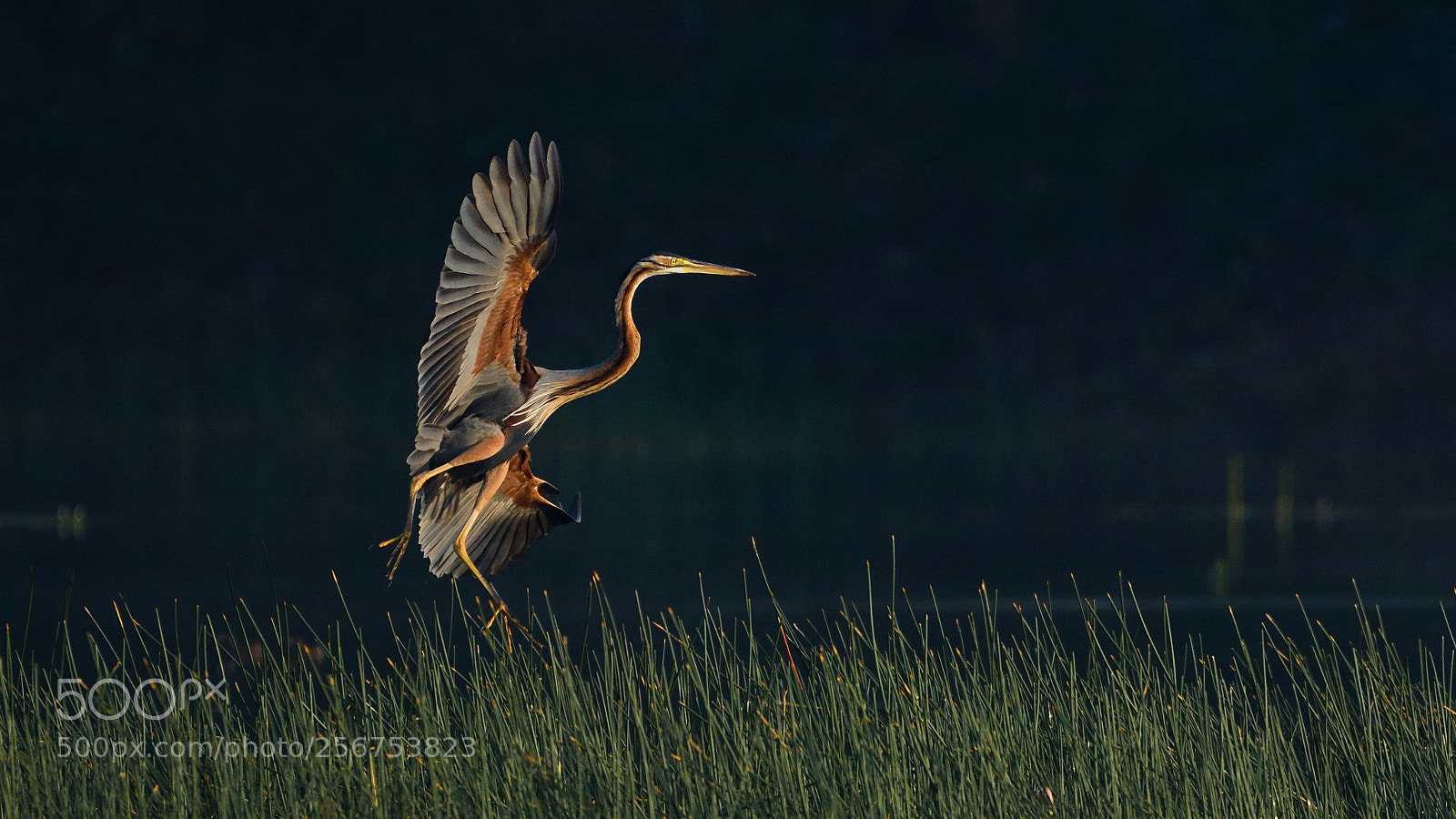 Nikon D500 sample photo. Purple heron photography