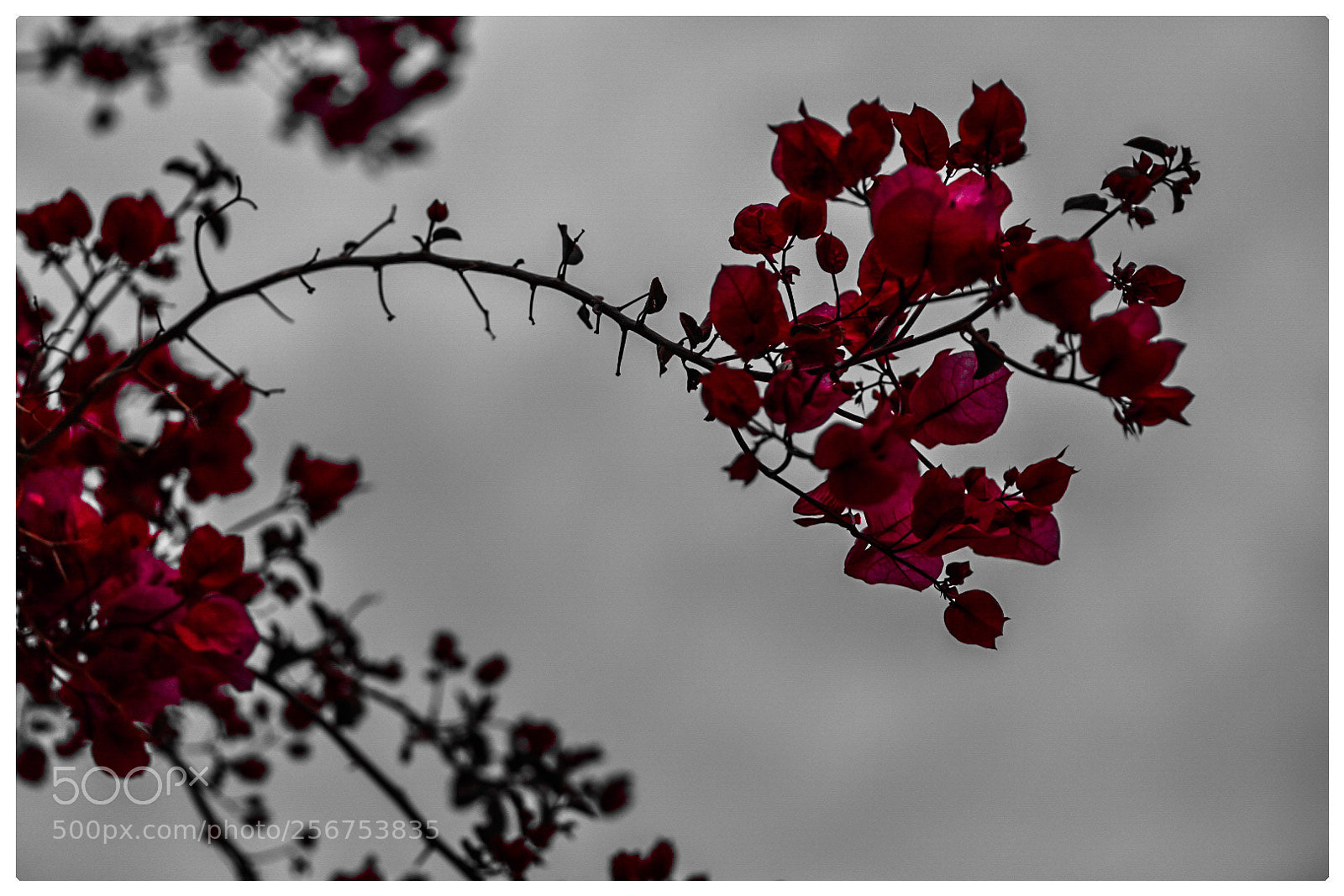 Nikon D750 sample photo. Happy new life... photography
