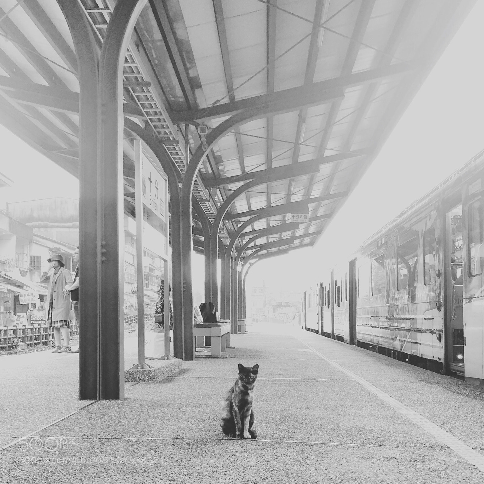 Apple iPhone X sample photo. Cat photography