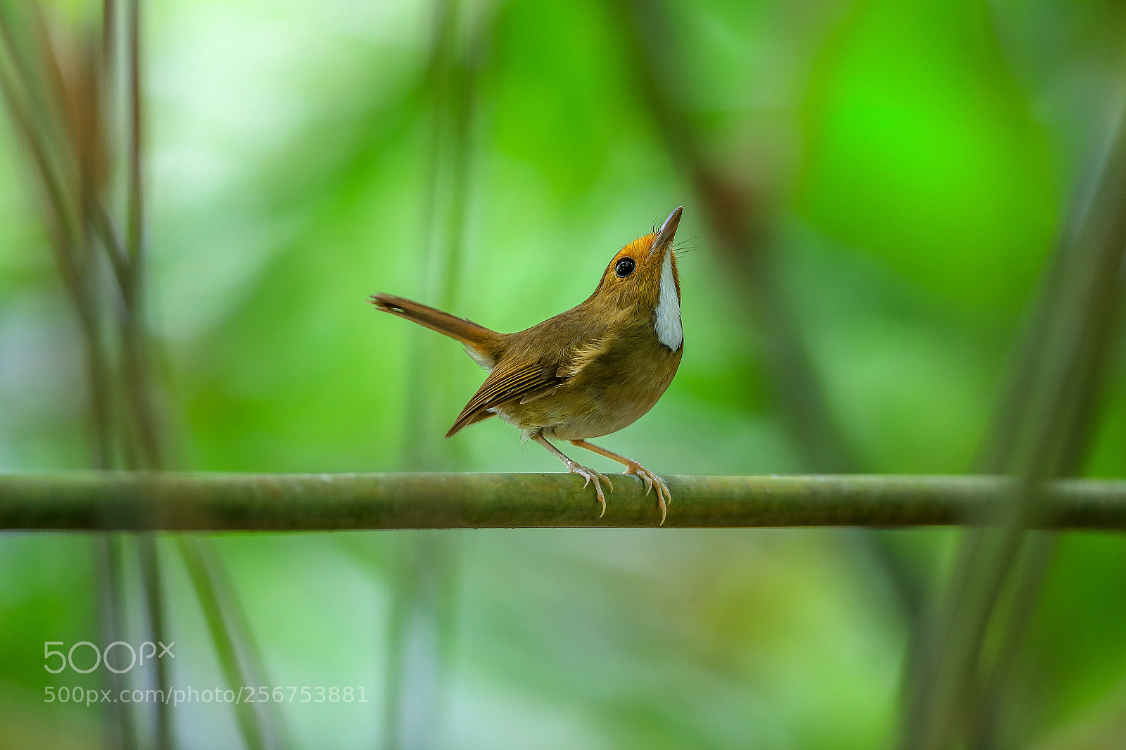 Canon EOS-1D X Mark II sample photo. นกจับแมลงคอขาวหน้าแดง rufous-browed flycatcher@thailand. photography