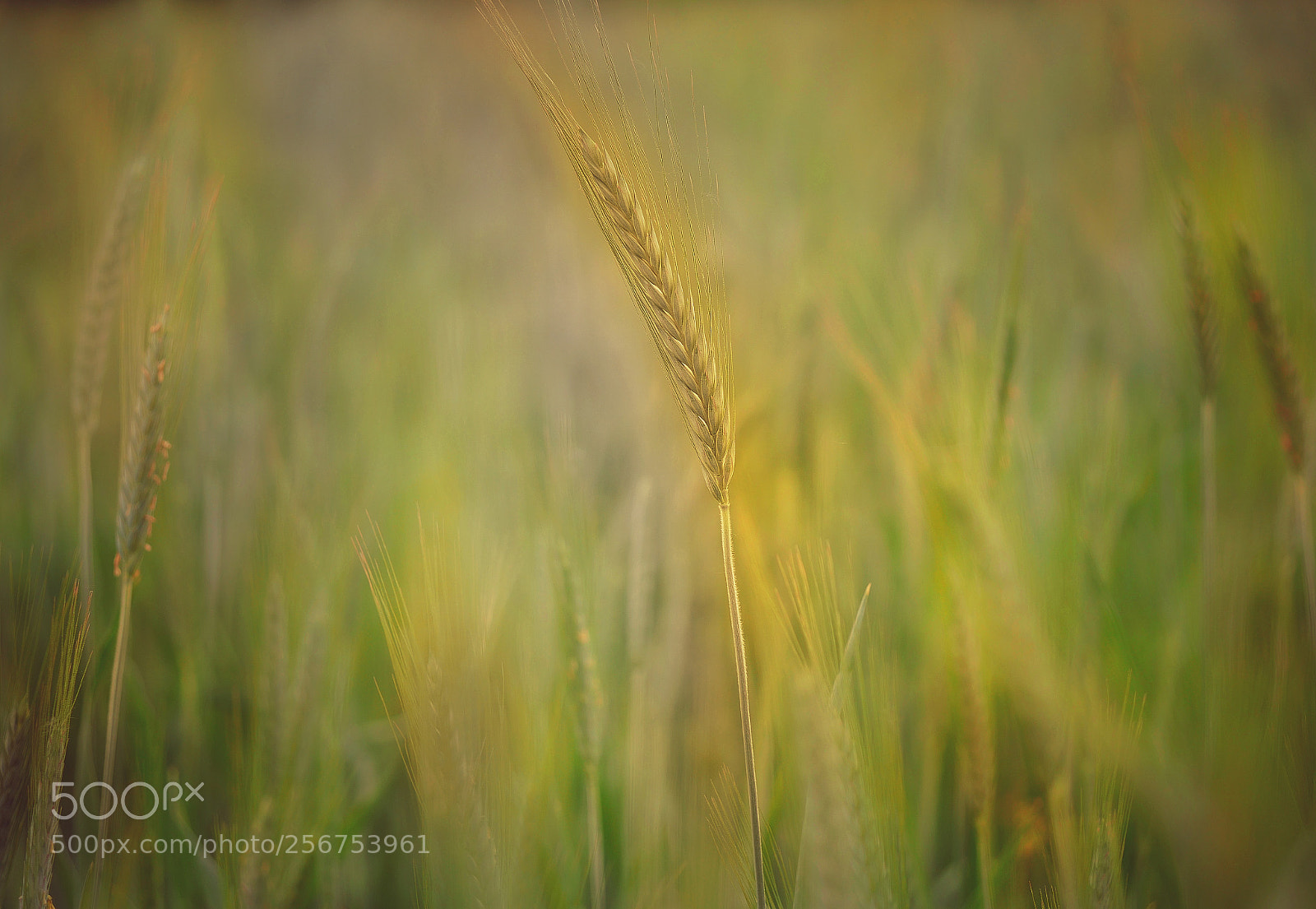 Panasonic Lumix DMC-GX85 (Lumix DMC-GX80 / Lumix DMC-GX7 Mark II) sample photo. Gold... photography