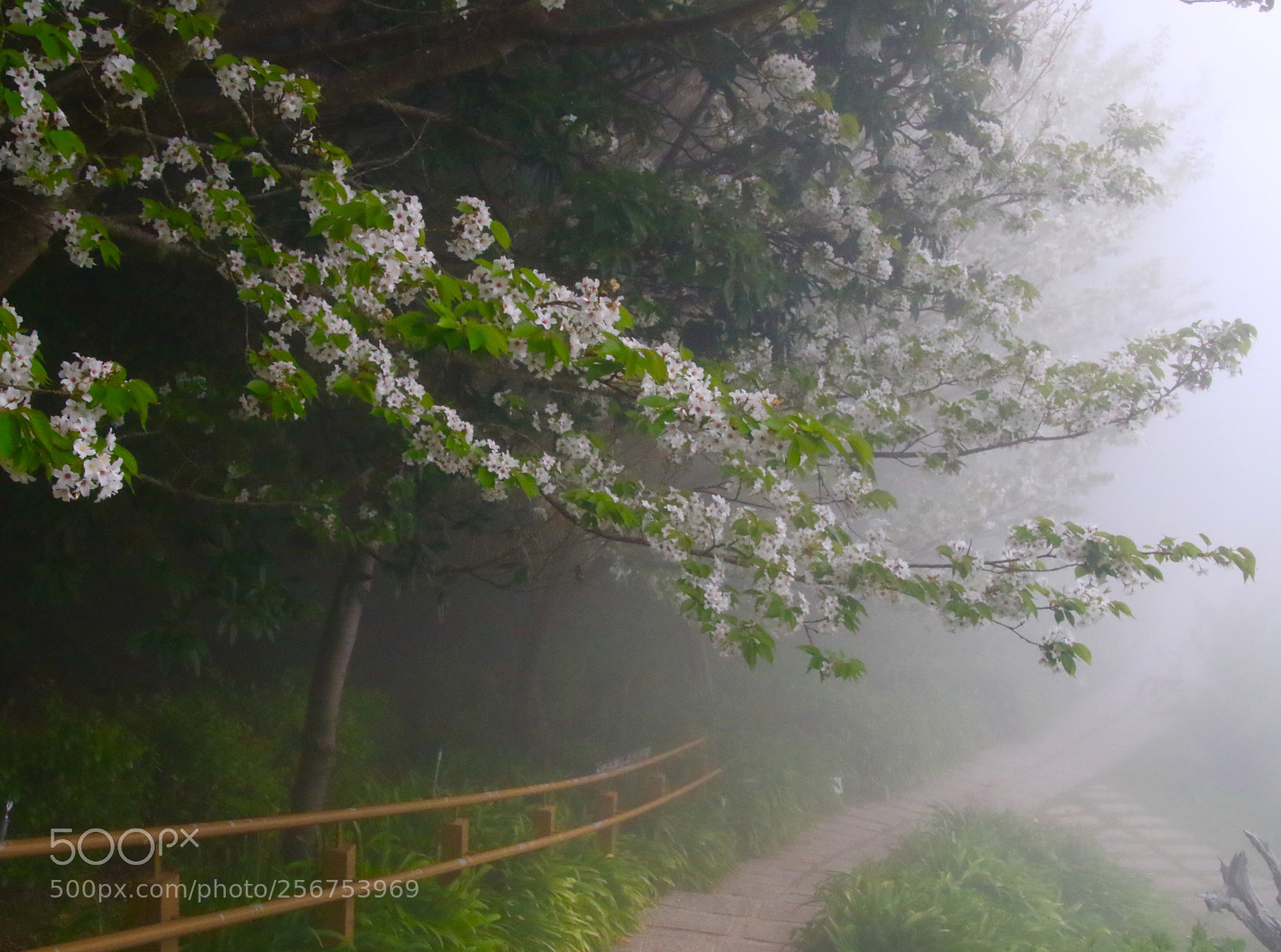 Canon EOS 7D Mark II sample photo. Fog trail photography