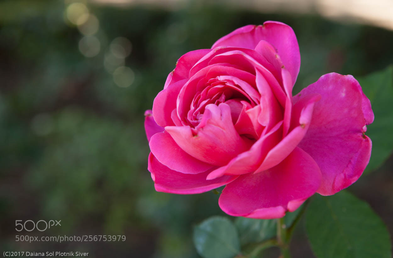 Canon EOS 5D Mark II sample photo. Living in bloom photography
