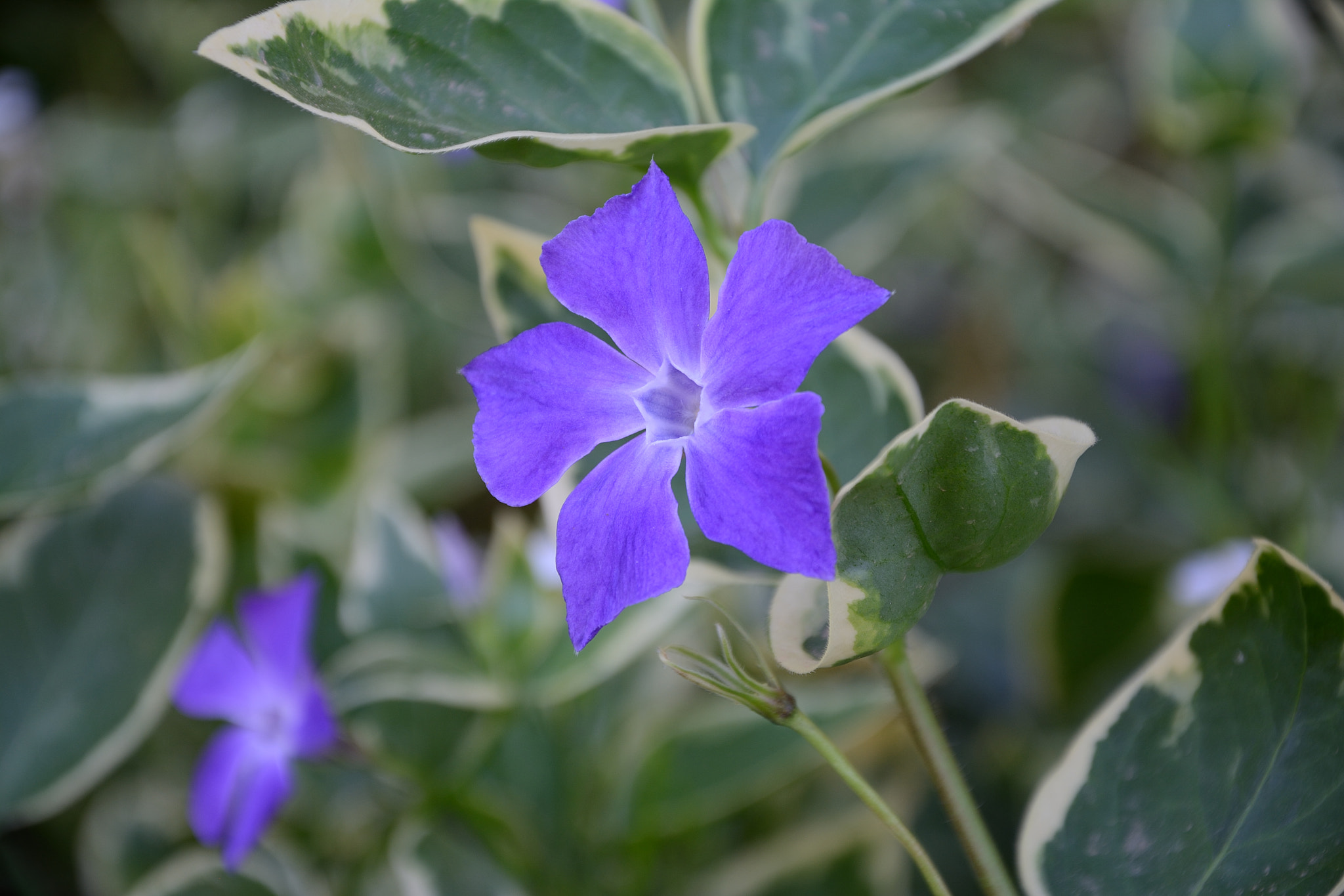 Nikon D7100 sample photo. Violet periwinkle photography