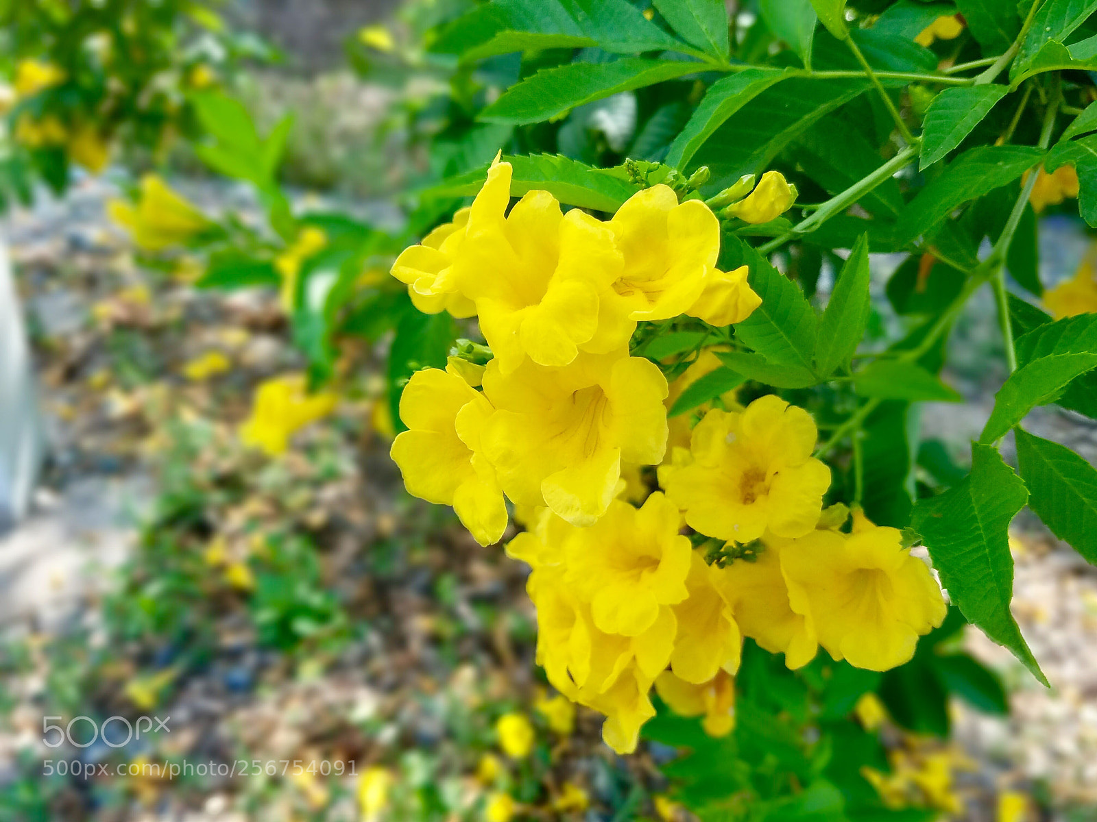 Samsung Galaxy S7 sample photo. Untitled photography