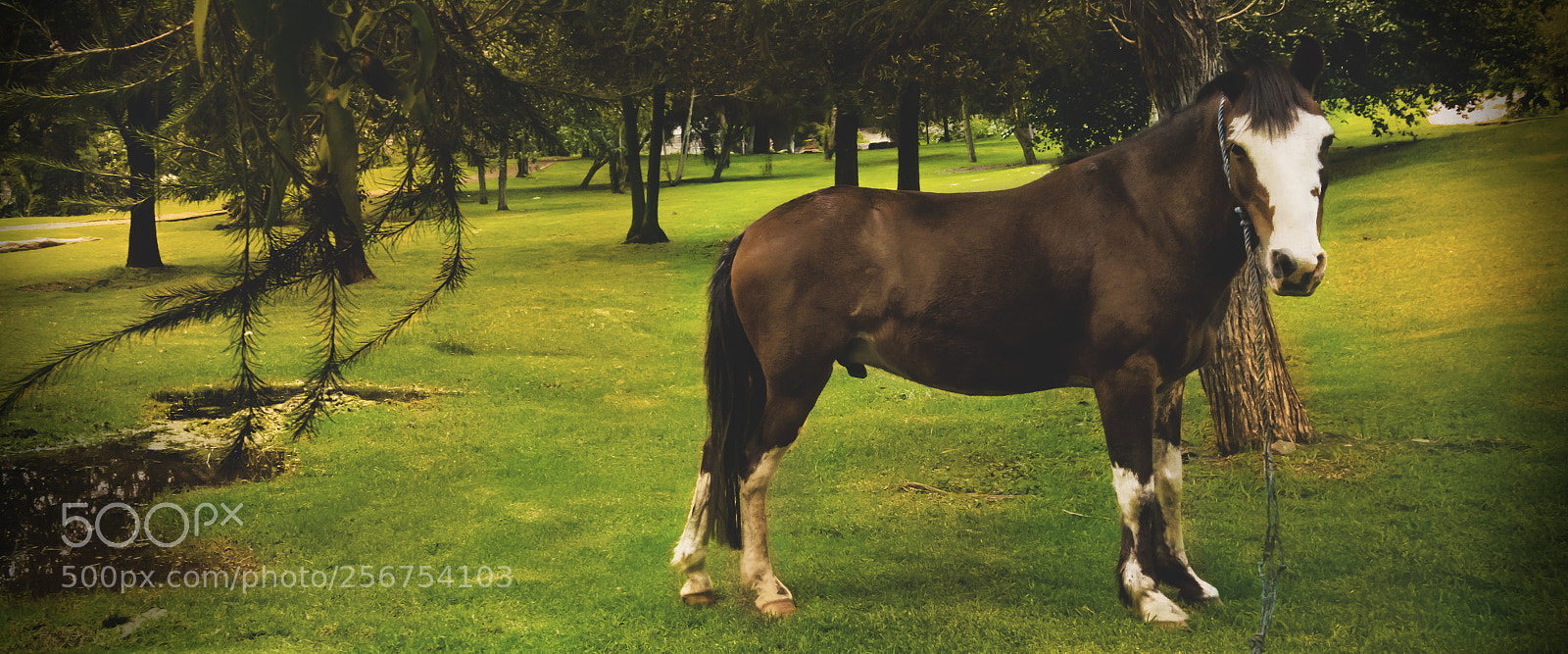 Nikon D5100 sample photo. Caballo photography