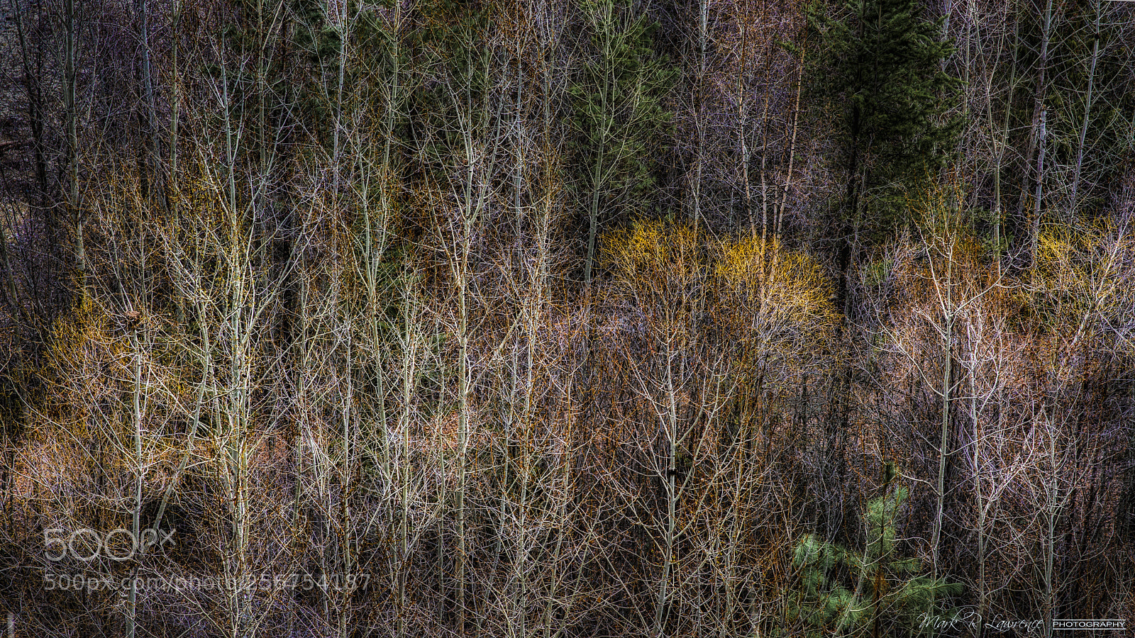 Nikon D810 sample photo. Mission creek greenway photography
