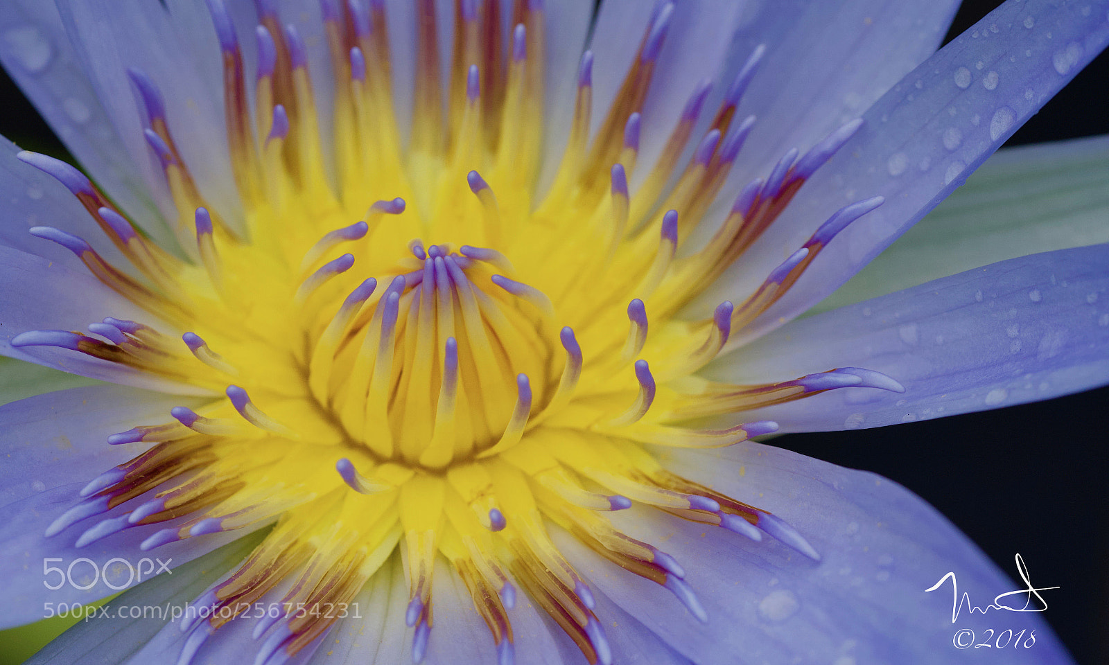 Nikon D750 sample photo. Water lily heart photography