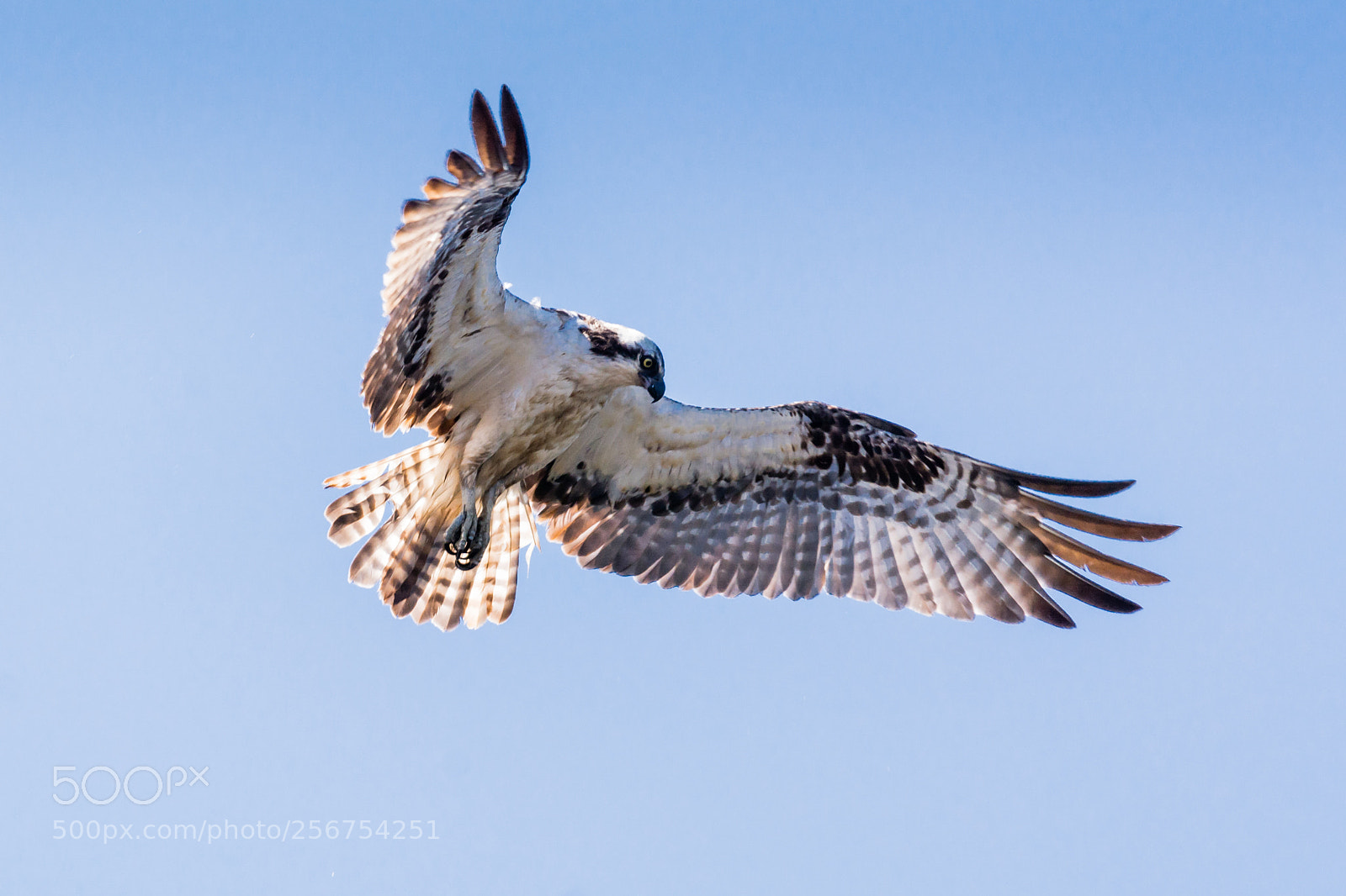 Nikon D7100 sample photo. Osprey hunting prey photography