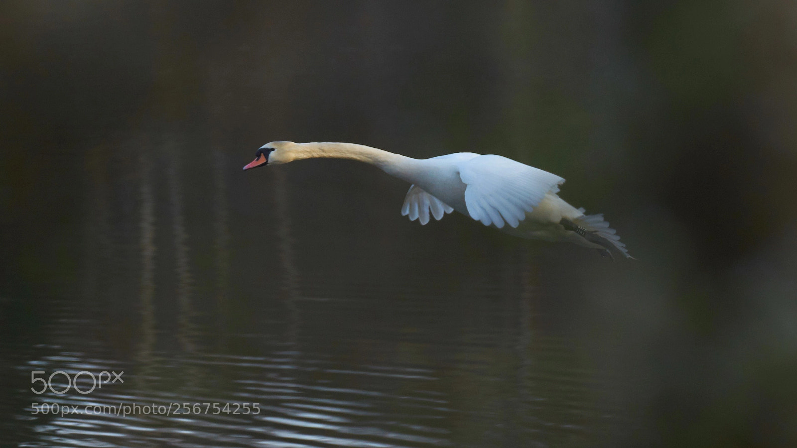 Sony a7 II sample photo. A mut swan cleared photography