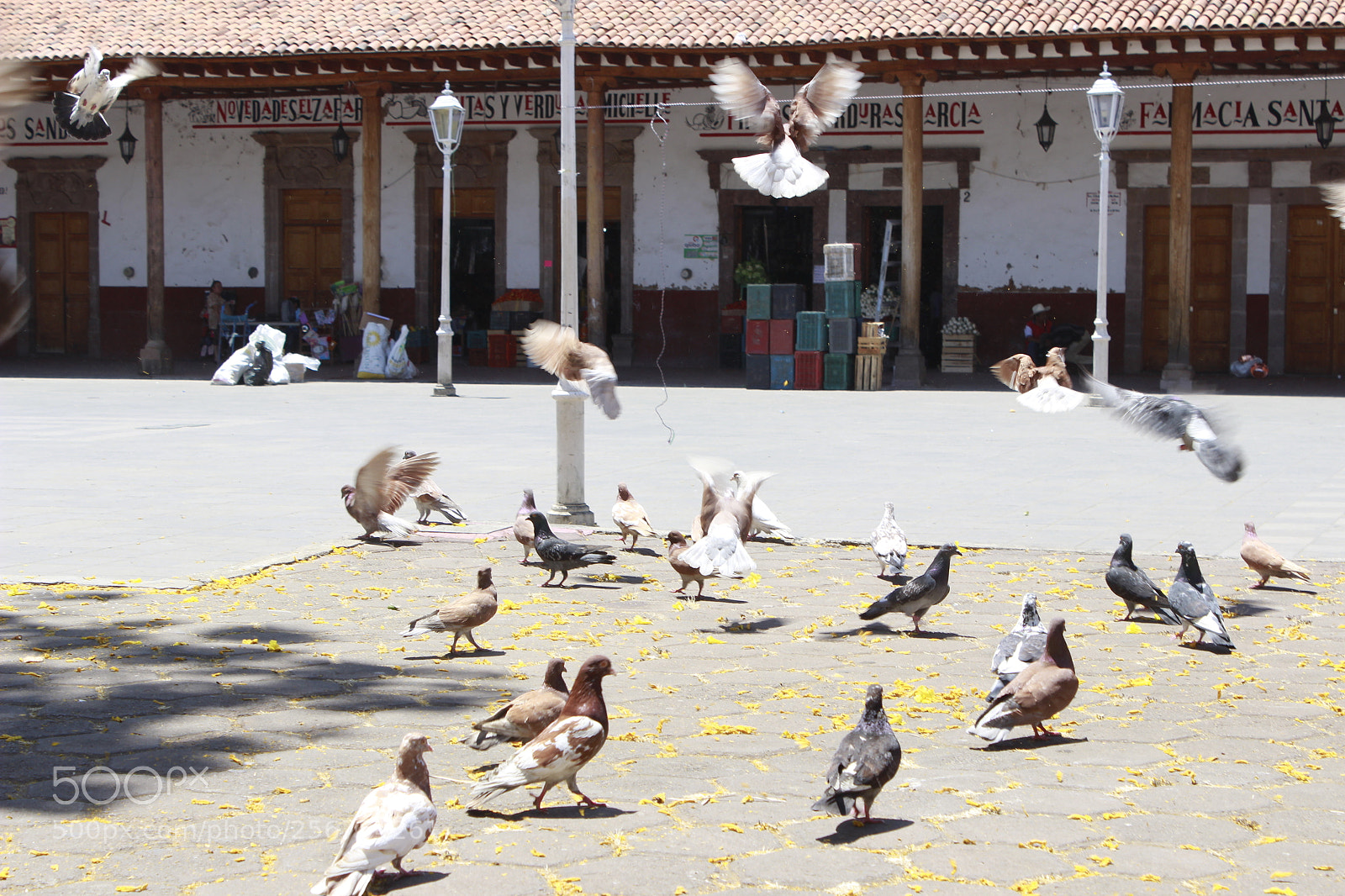Canon EOS 600D (Rebel EOS T3i / EOS Kiss X5) sample photo. Las palomas photography