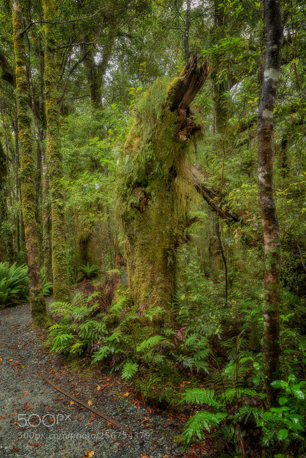 Pentax K-1 sample photo. Mossy tree trunk photography