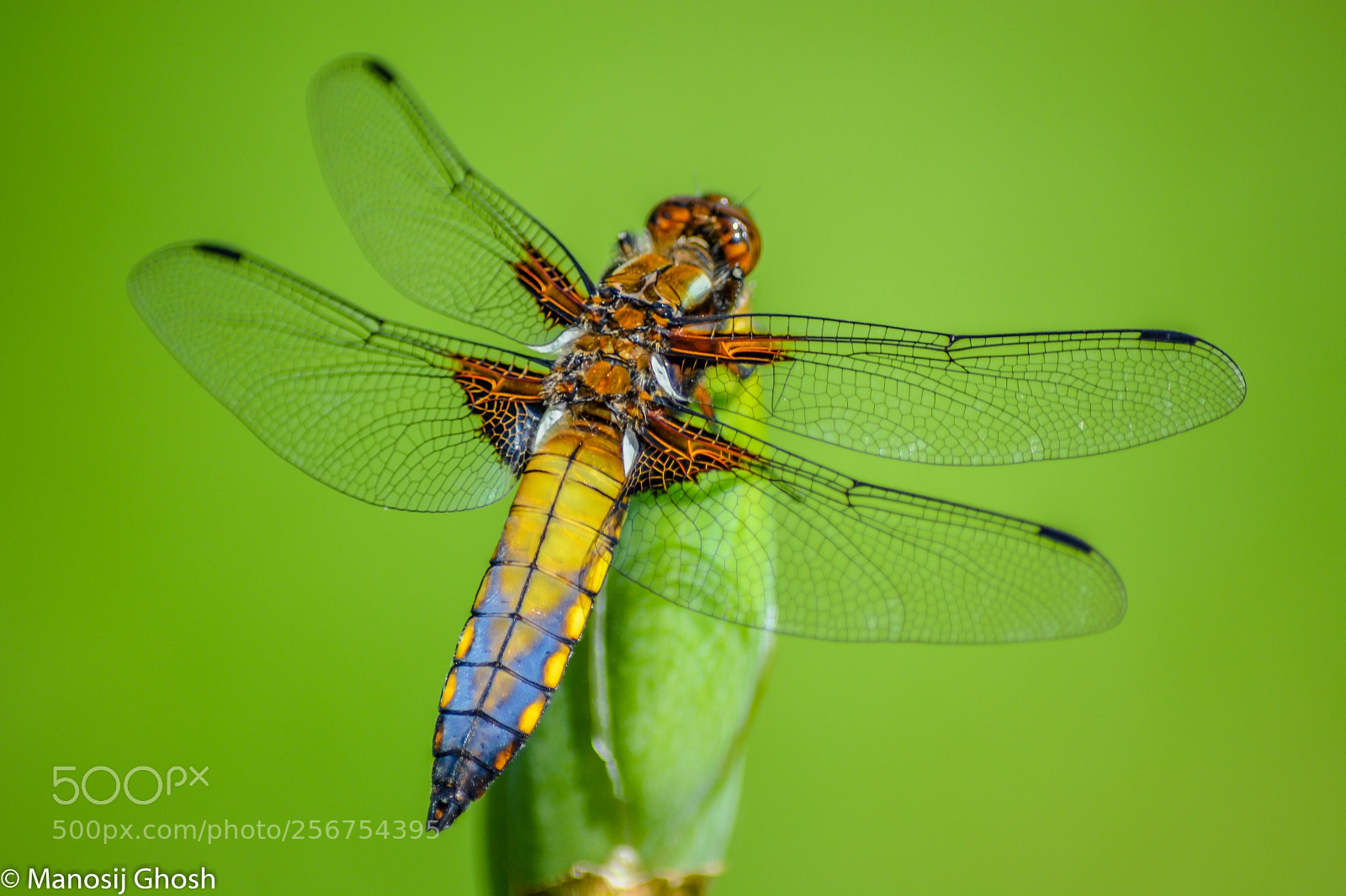 Nikon D5200 sample photo. Dragonfly photography