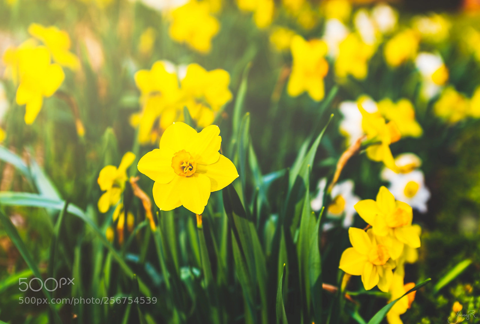 Nikon D810 sample photo. Field of tulips photography