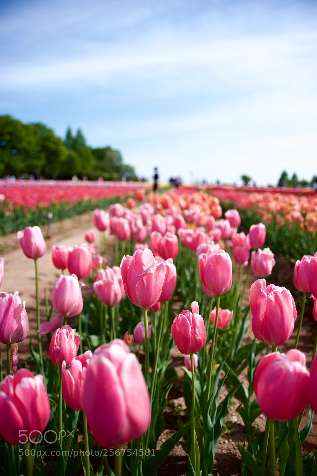 Nikon D700 sample photo. Spring has come photography