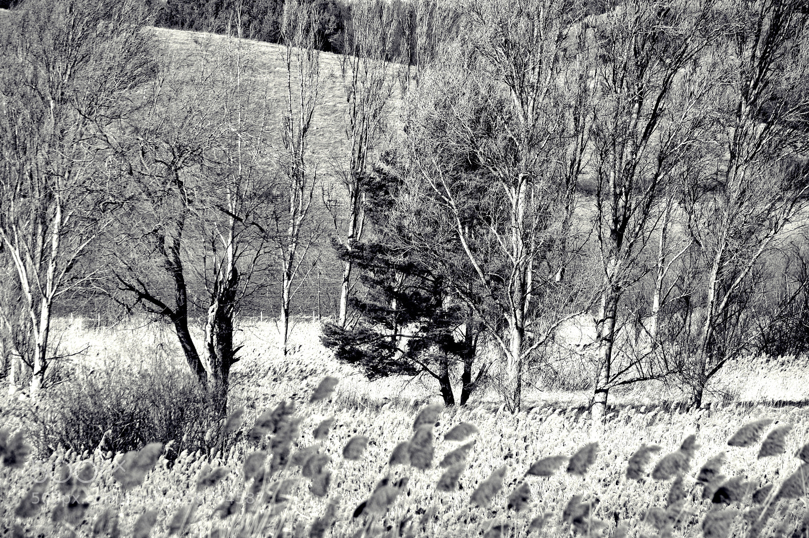 Pentax K-3 sample photo. Trees on the field photography