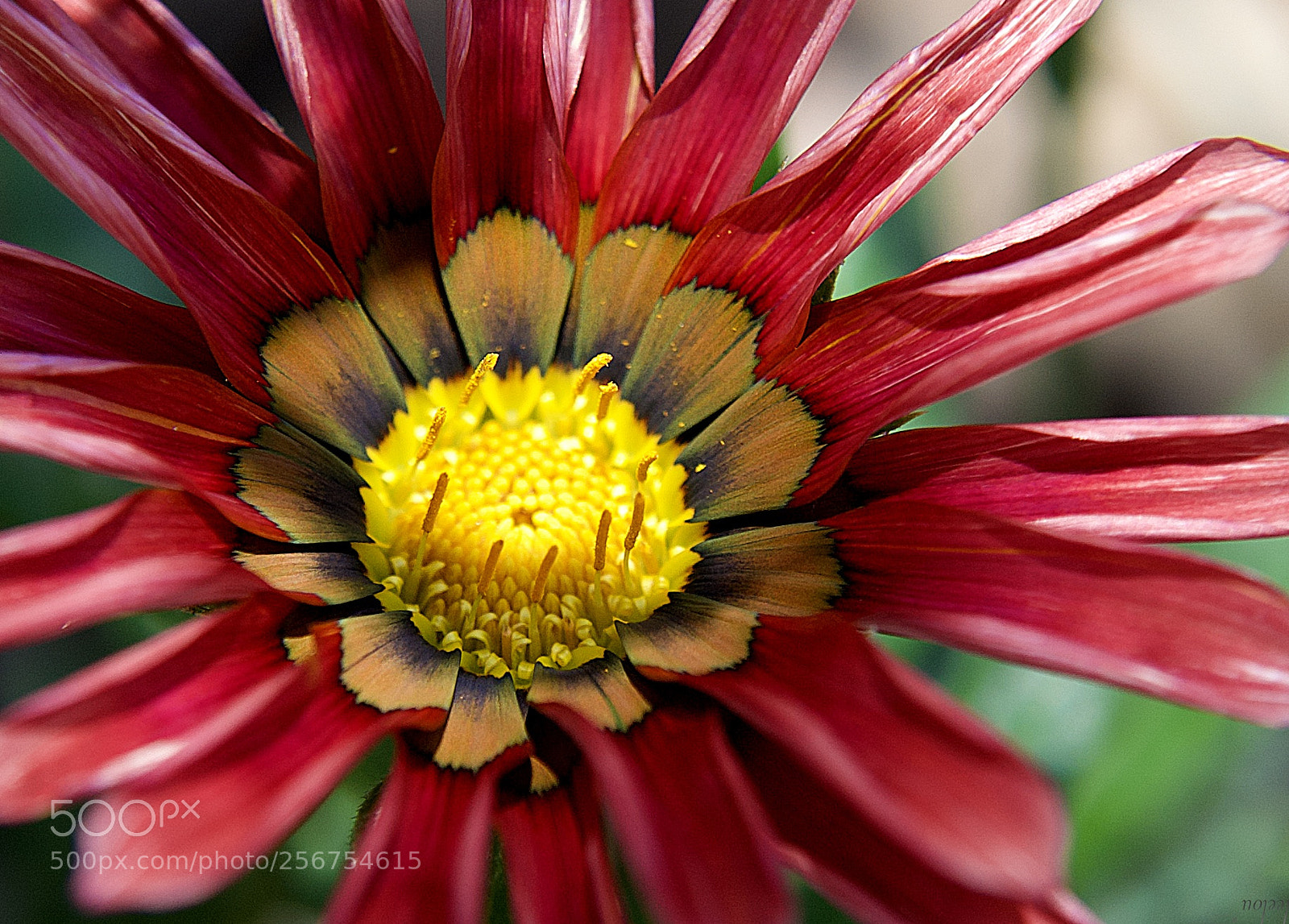 Nikon D3100 sample photo. I radiates to think photography