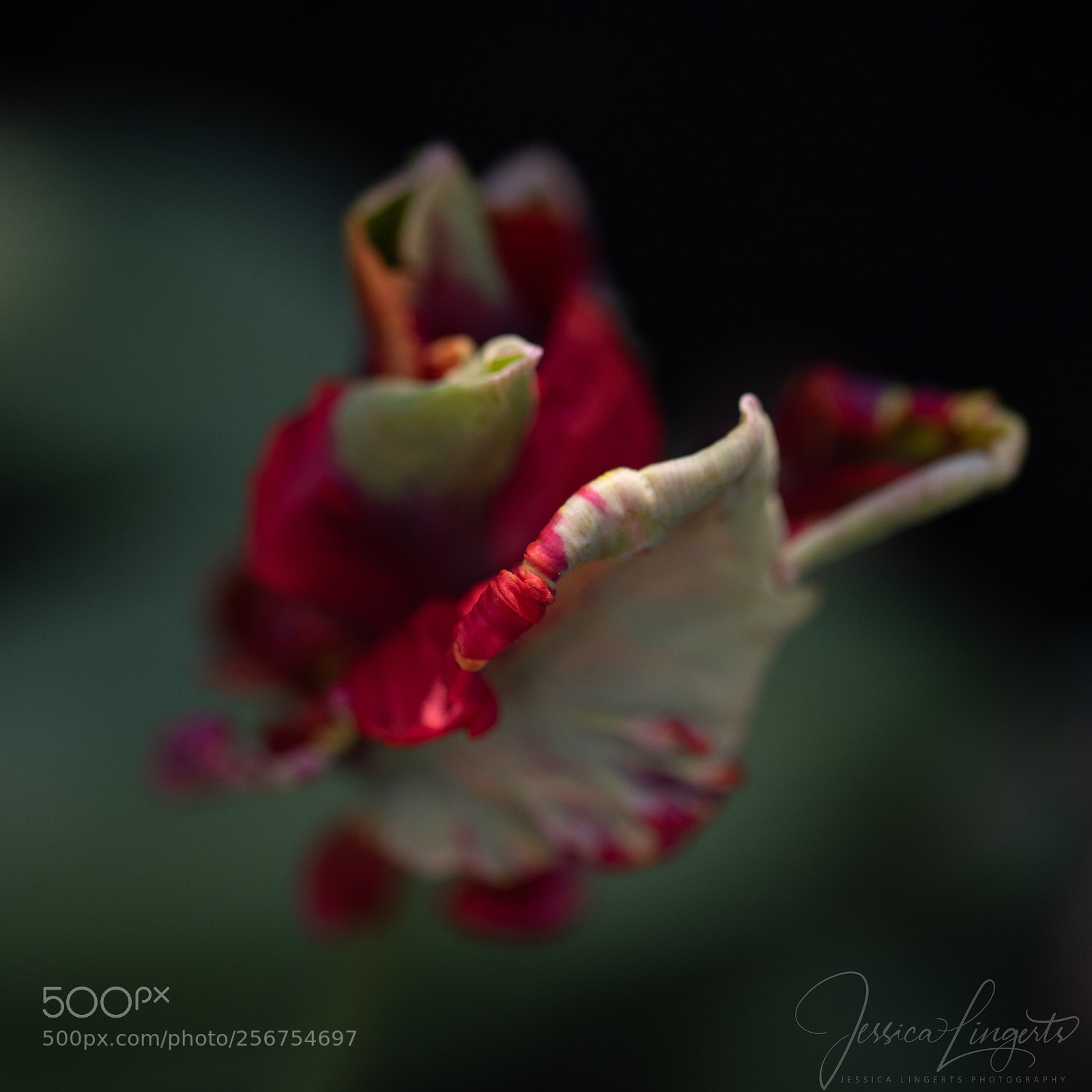 Nikon D750 sample photo. Parrot tulip in my photography