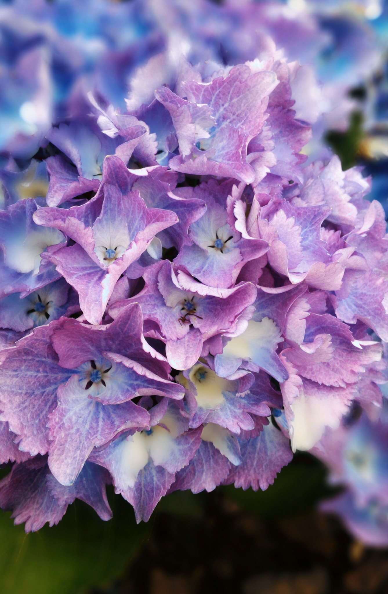 ASUS ZenFone 2 (ZE551ML) sample photo. -purple- photography