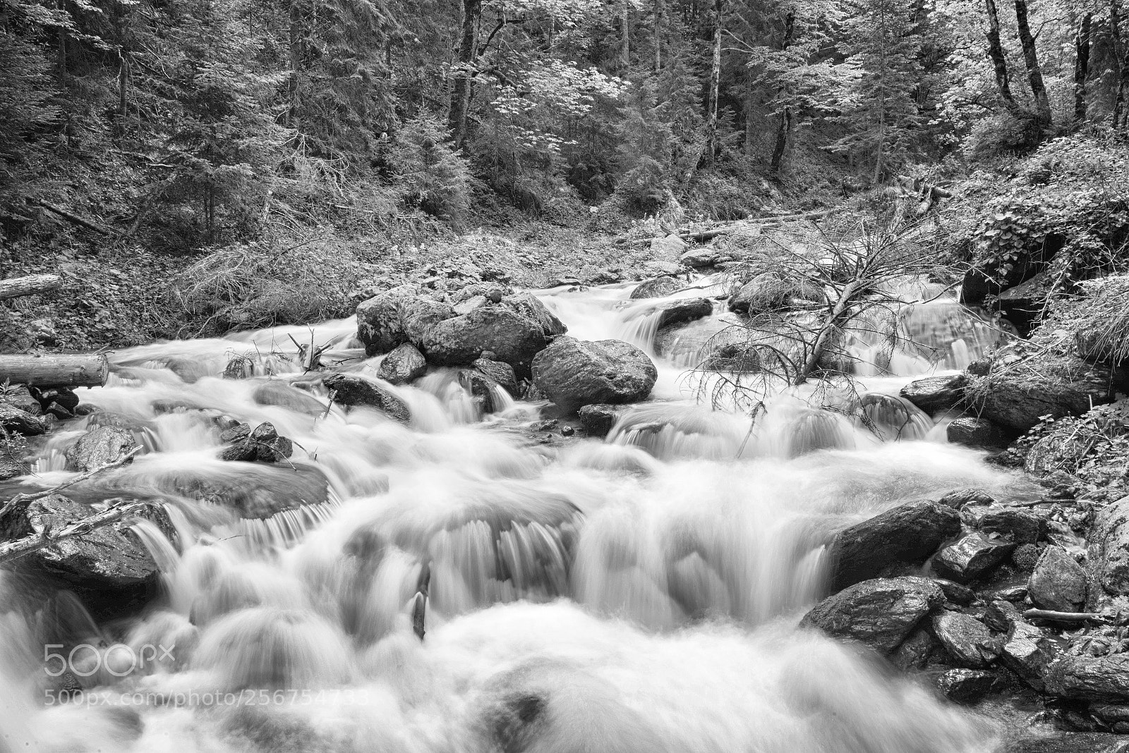 Nikon D800 sample photo. R photography