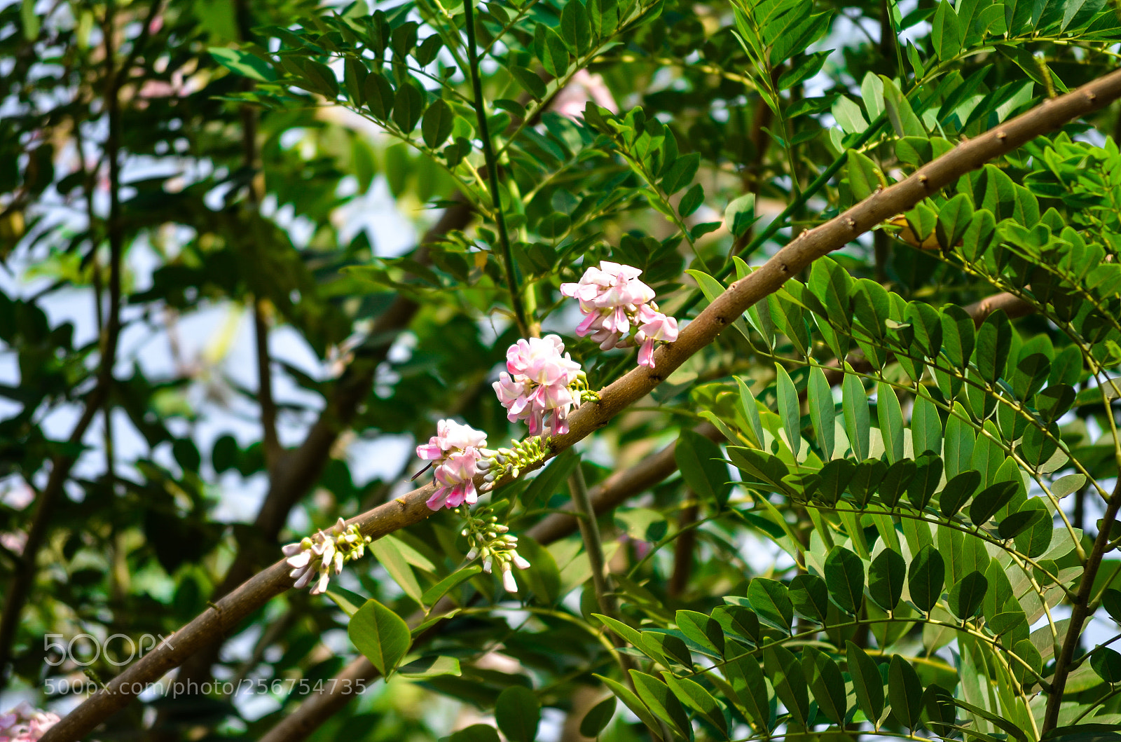 Nikon D5100 sample photo. Trio. photography