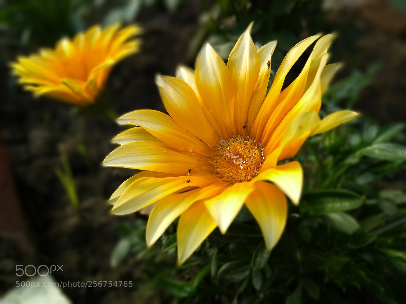 Motorola Moto G (5S) Plus sample photo. Untitled photography
