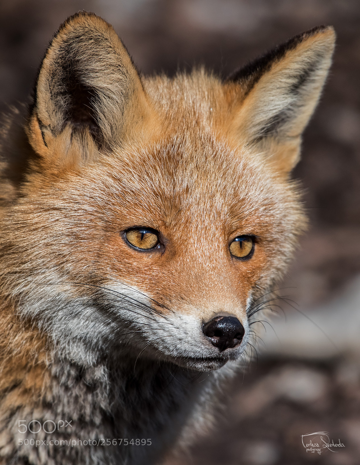 Nikon D750 sample photo. The red fox vulpes photography