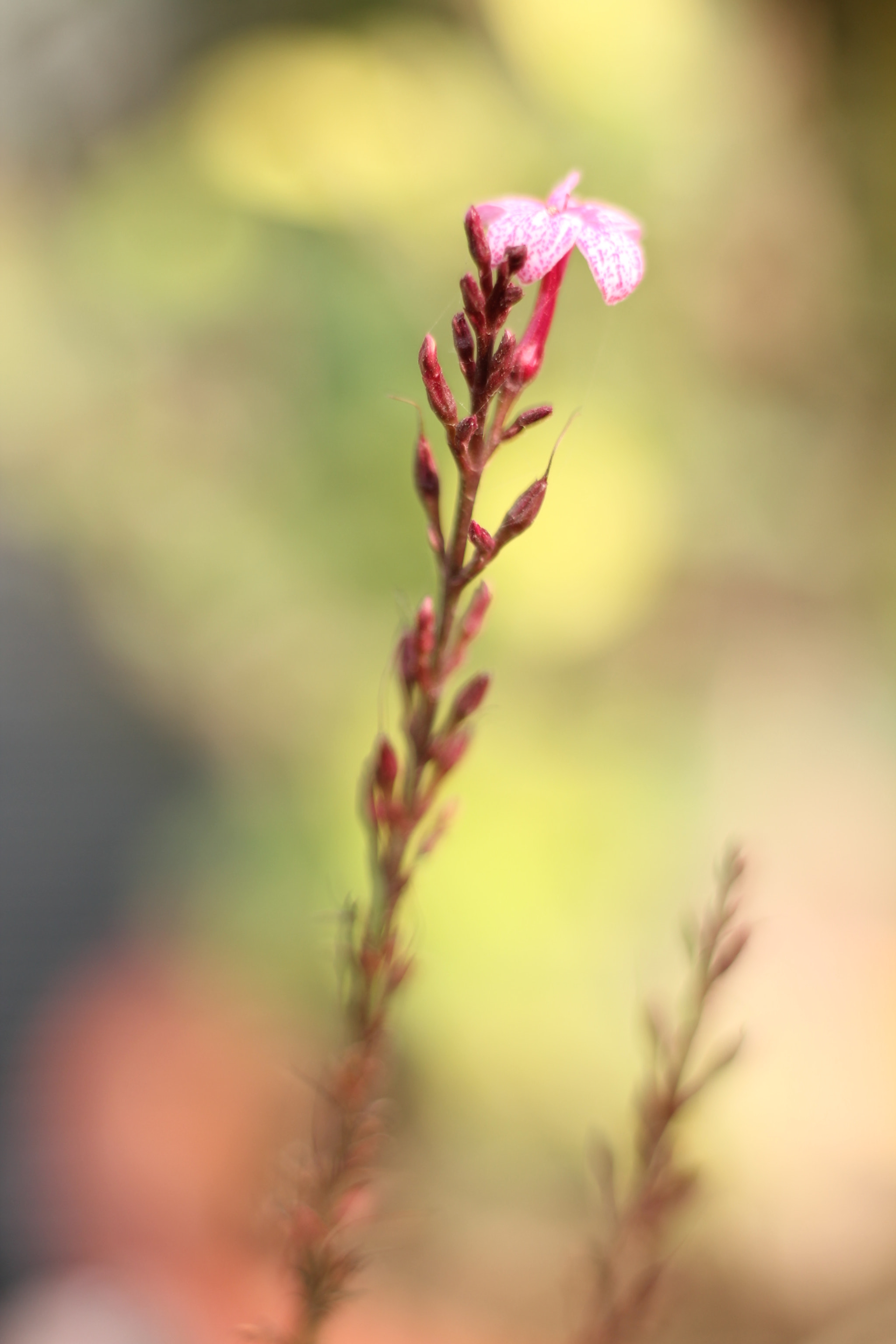 Canon EOS 1100D (EOS Rebel T3 / EOS Kiss X50) + Canon EF 50mm F1.8 STM sample photo. Fantasy photography