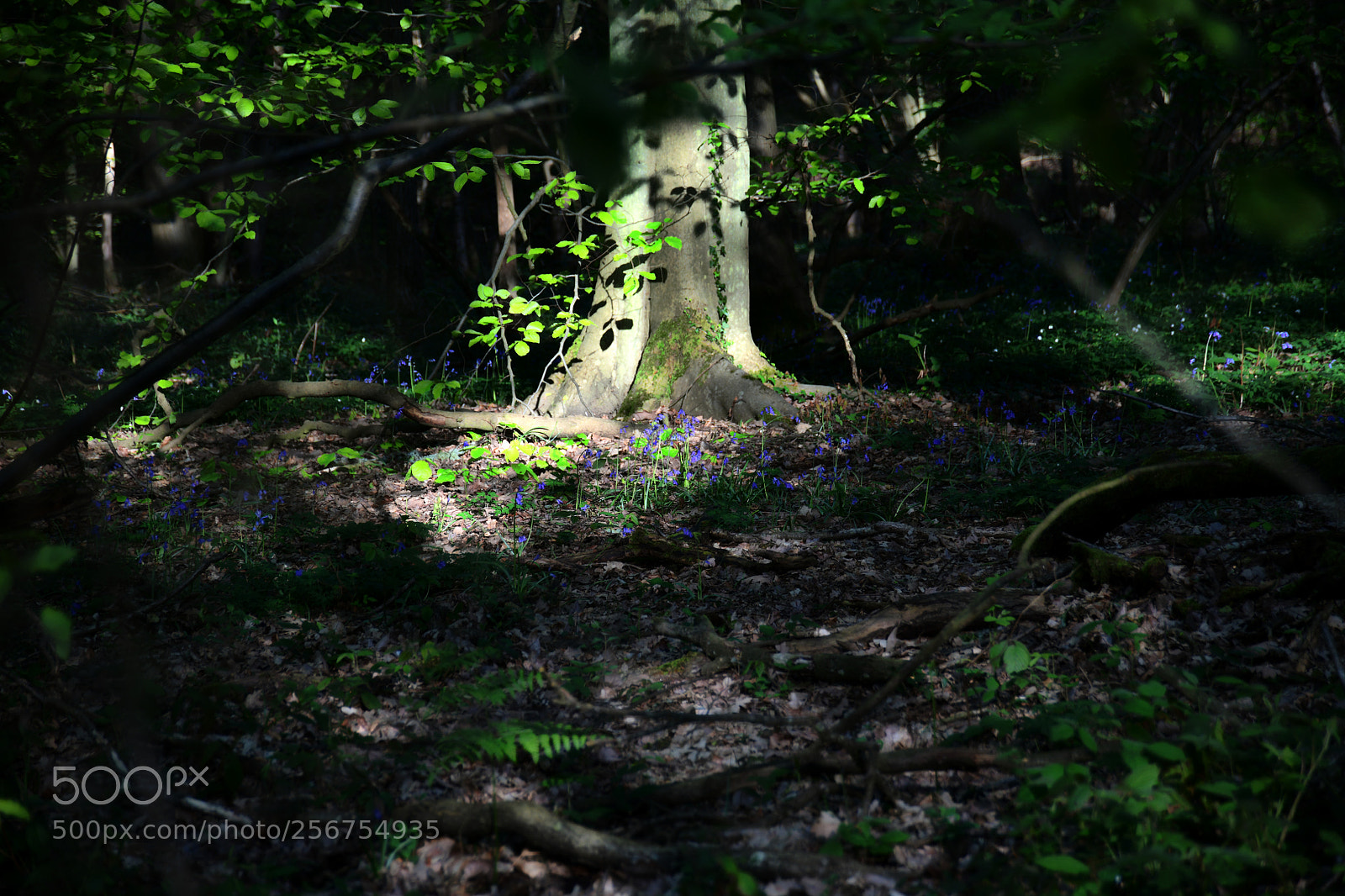 Nikon D850 sample photo. In the middle photography