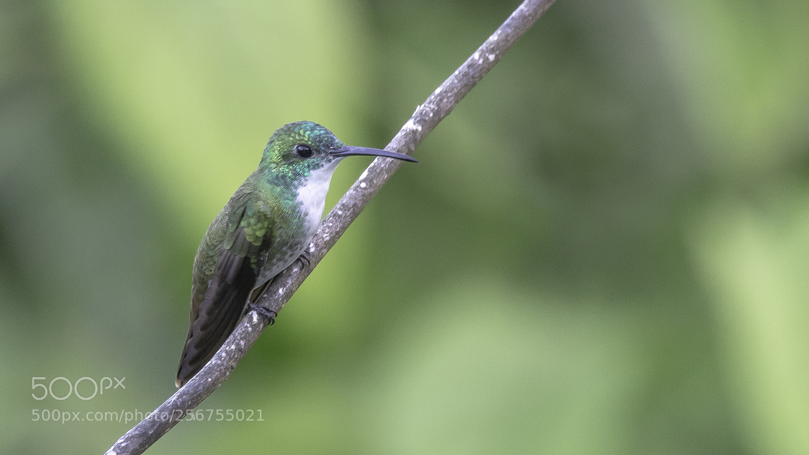 Canon EOS 5DS sample photo. White-chested emerald photography