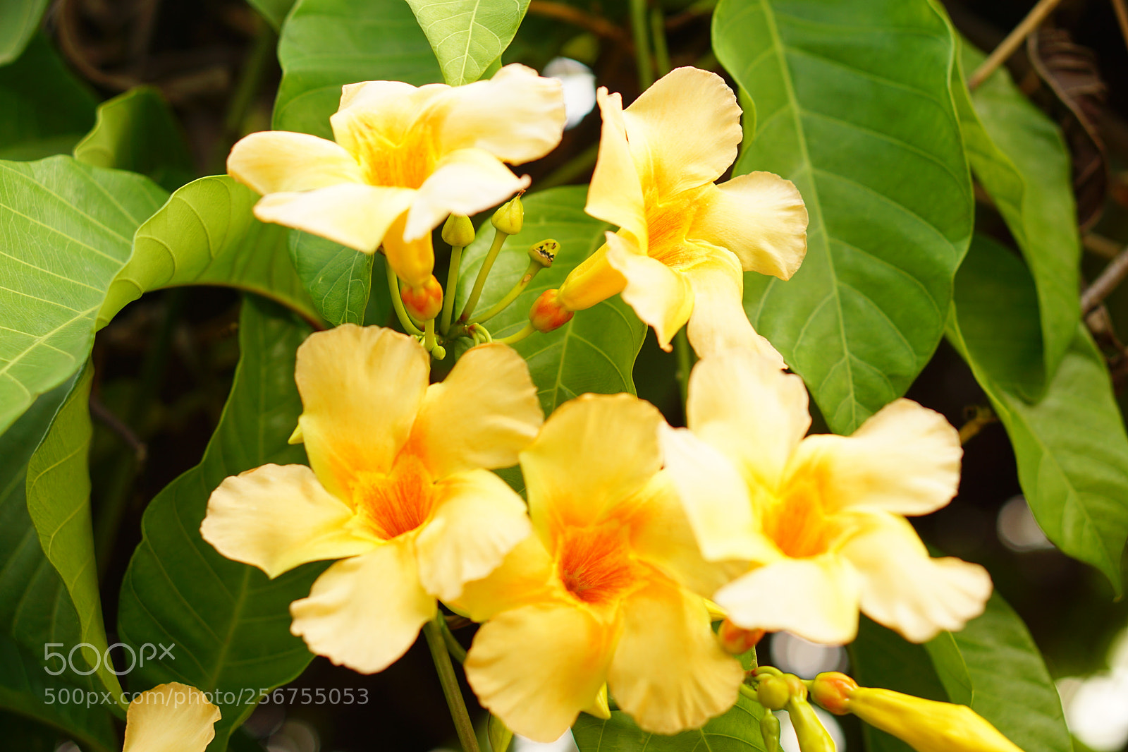 Sony a6000 sample photo. Bell flower photography