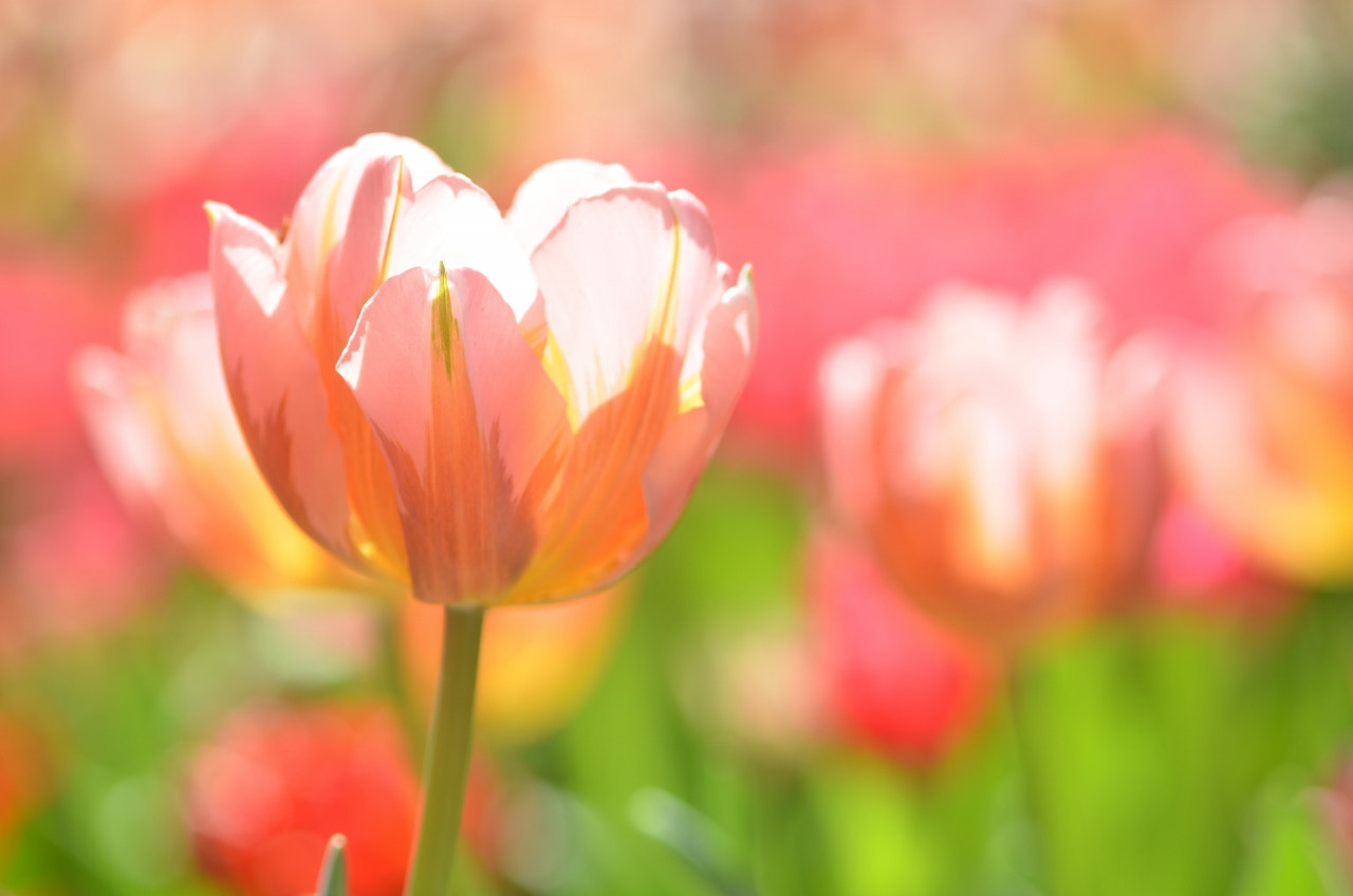 Nikon AF-S Micro-Nikkor 105mm F2.8G IF-ED VR sample photo. Bokehlcious photography