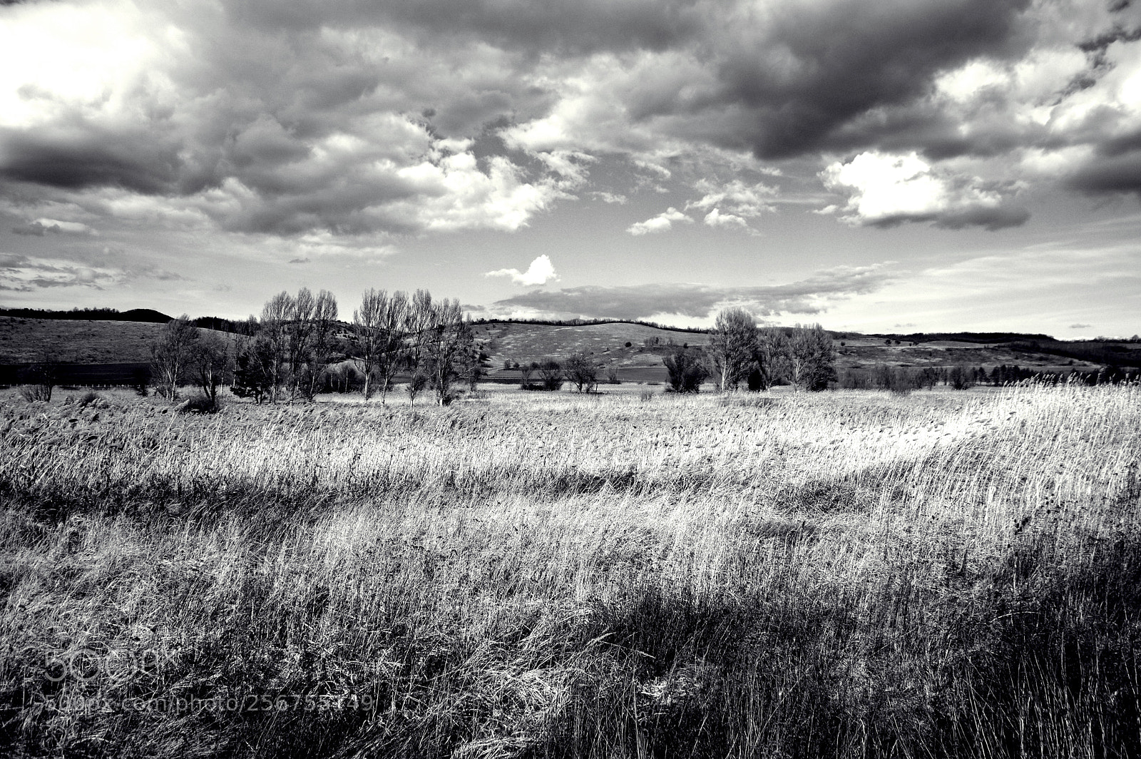 Pentax K-3 sample photo. Spring field in b photography