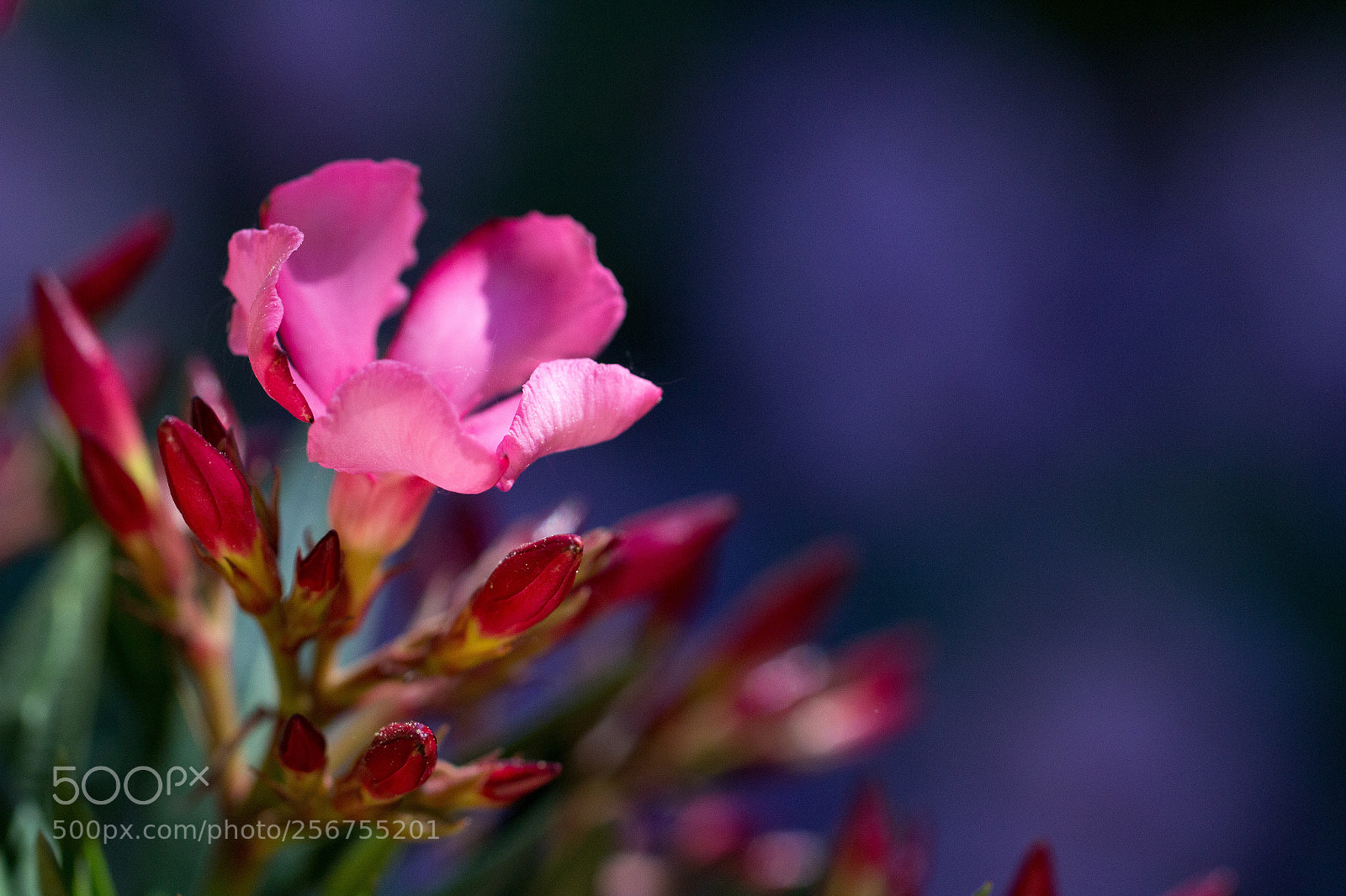 Canon EOS 60D sample photo. Orleander  photography