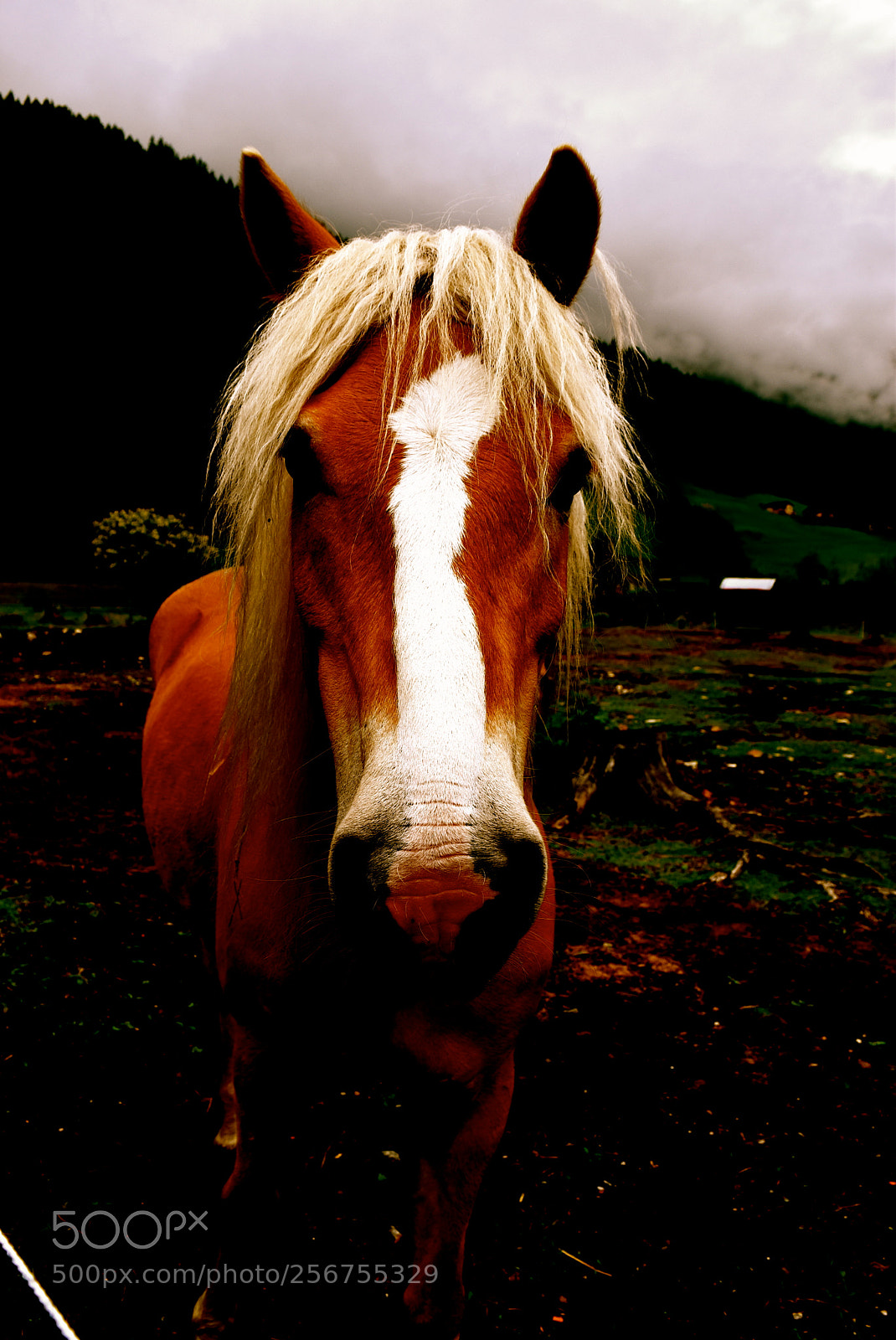 Nikon D3300 sample photo. Horse photography