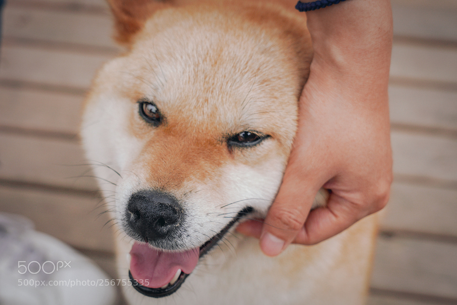 Sony a7R III sample photo. Friend shiba photography