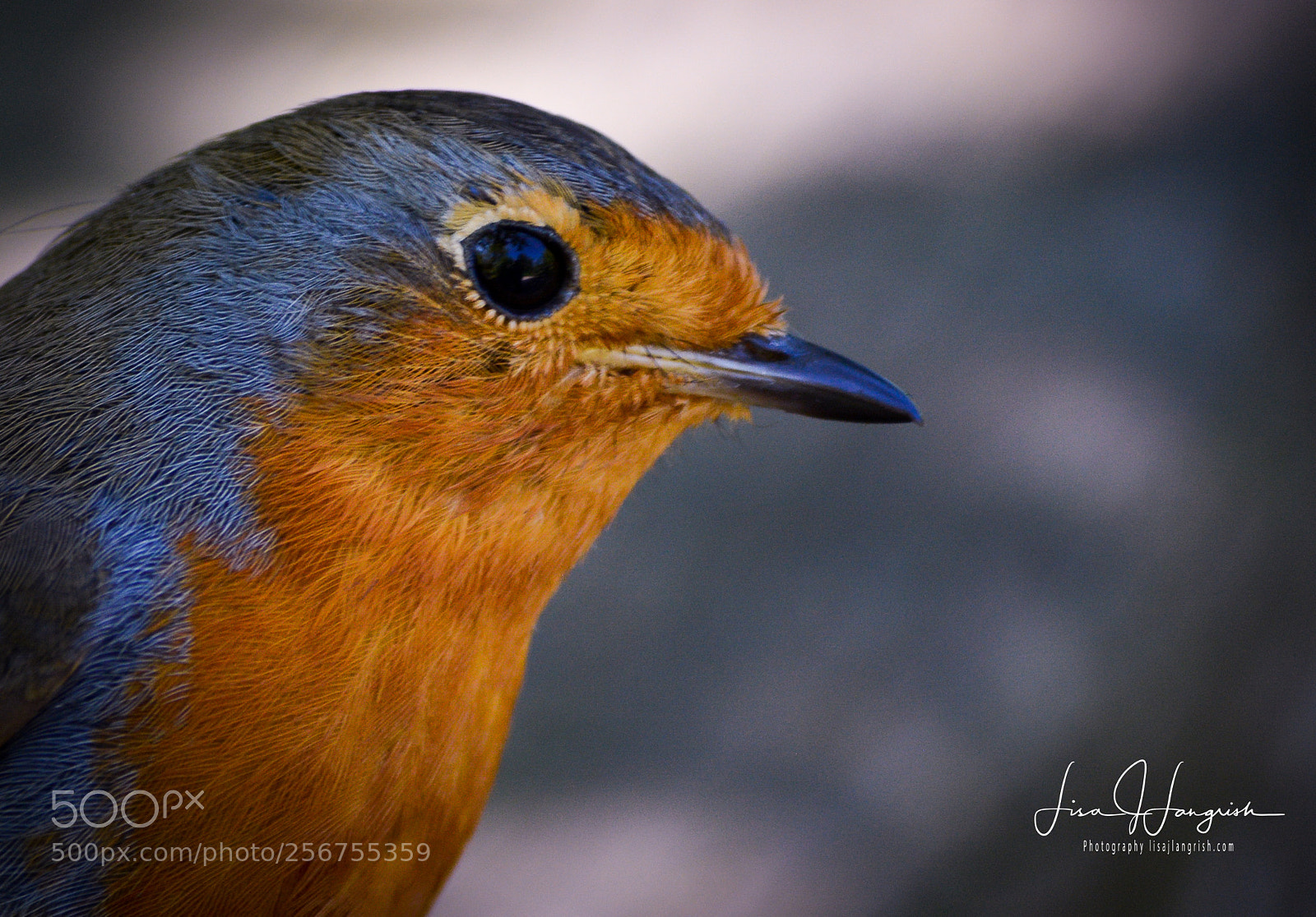 Nikon D7100 sample photo. Handsome robin photography