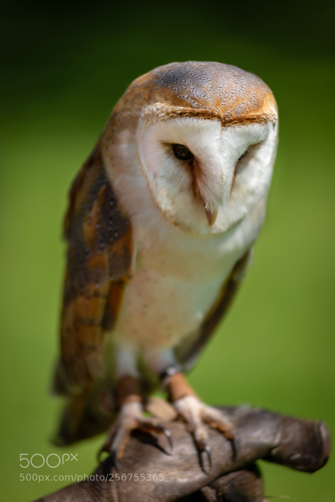 Nikon D610 sample photo. Such a beauty! photography