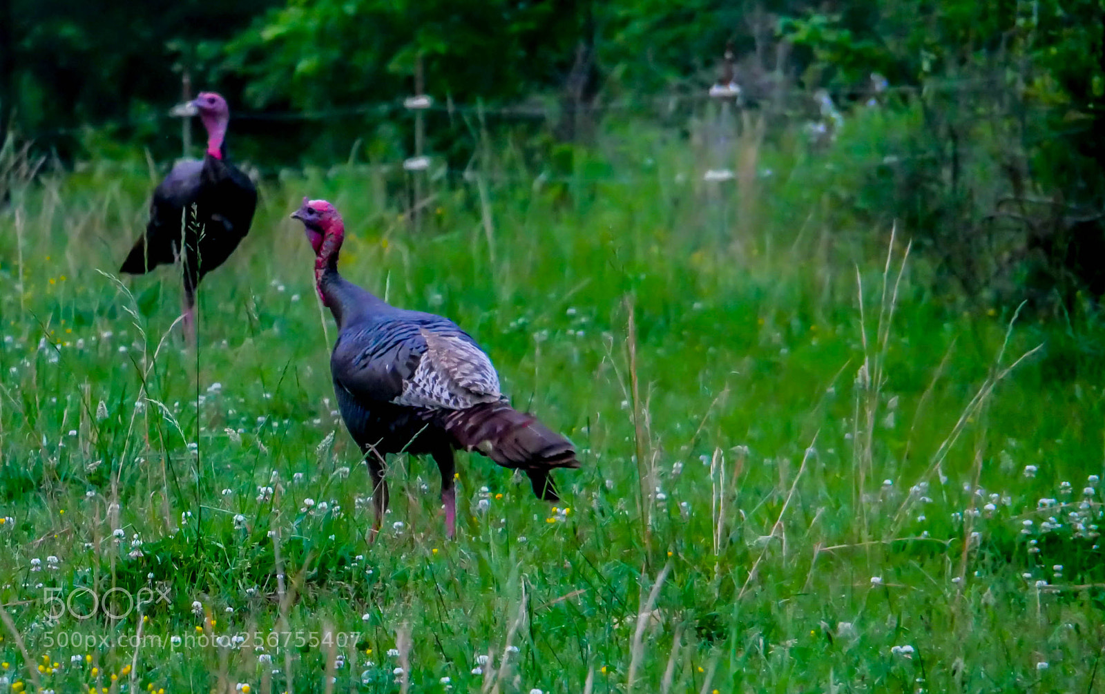 Panasonic Lumix DMC-G85 (Lumix DMC-G80) sample photo. Wild turkey photography