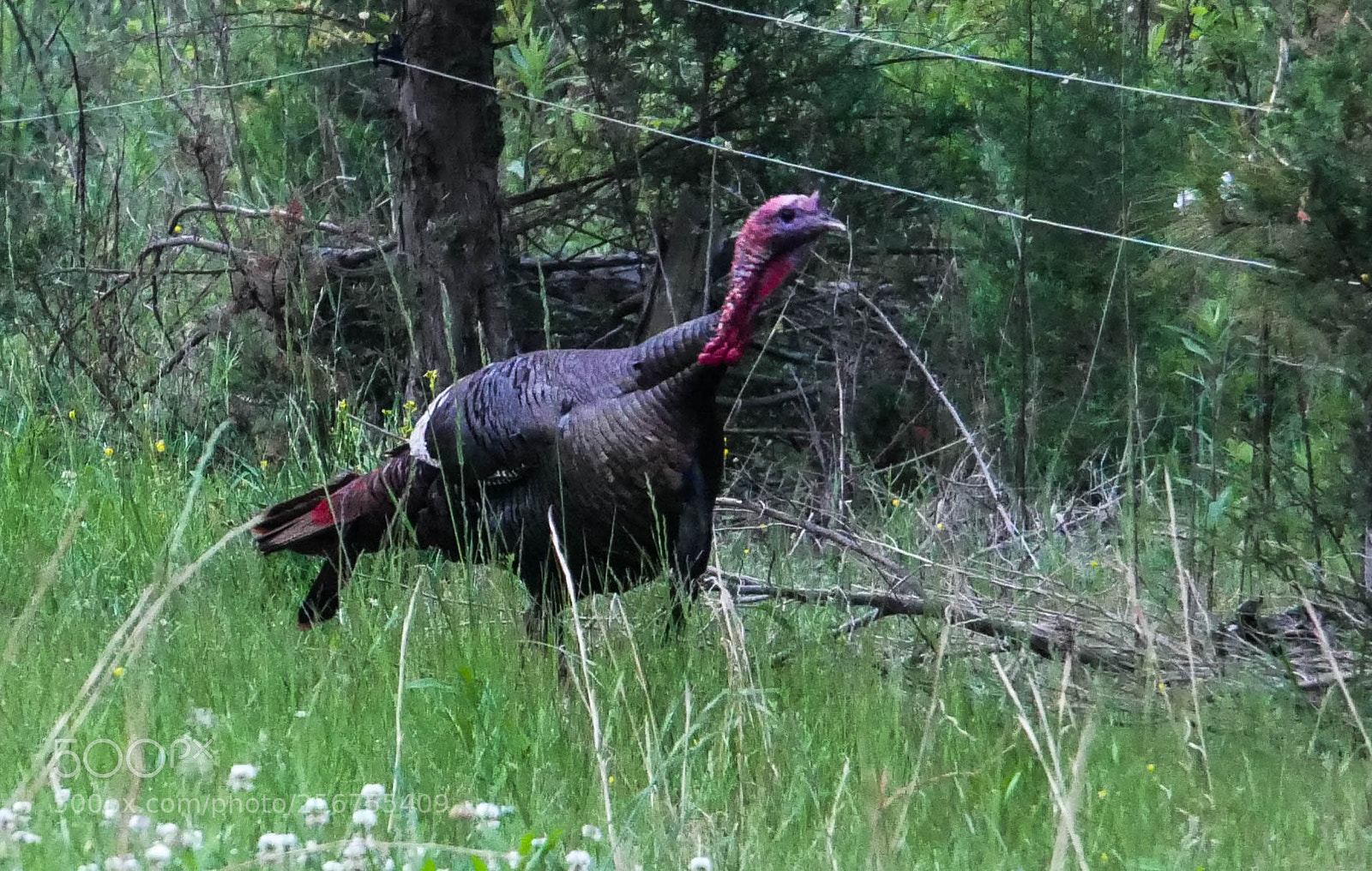 Panasonic Lumix DMC-G85 (Lumix DMC-G80) sample photo. Wild turkey photography