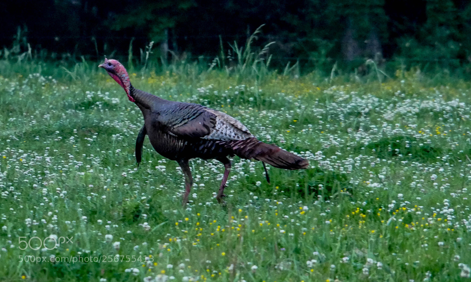 Panasonic Lumix DMC-G85 (Lumix DMC-G80) sample photo. Wild turkey photography