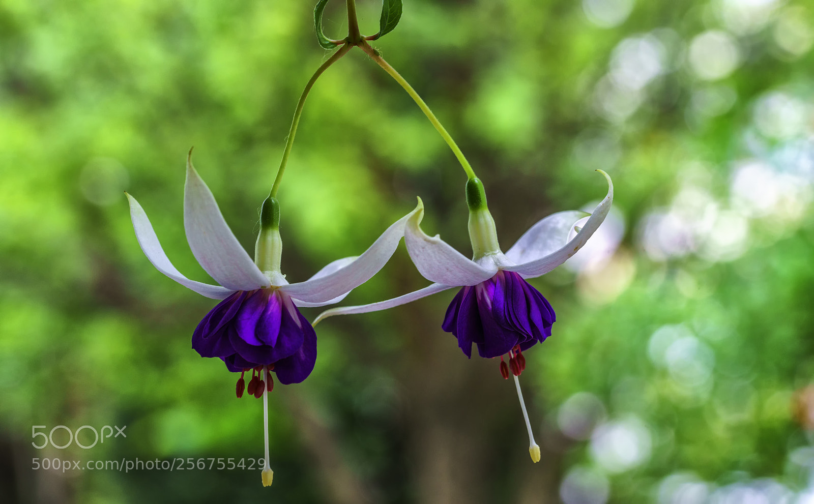 Sony a7R II sample photo. Spring beauty .. photography