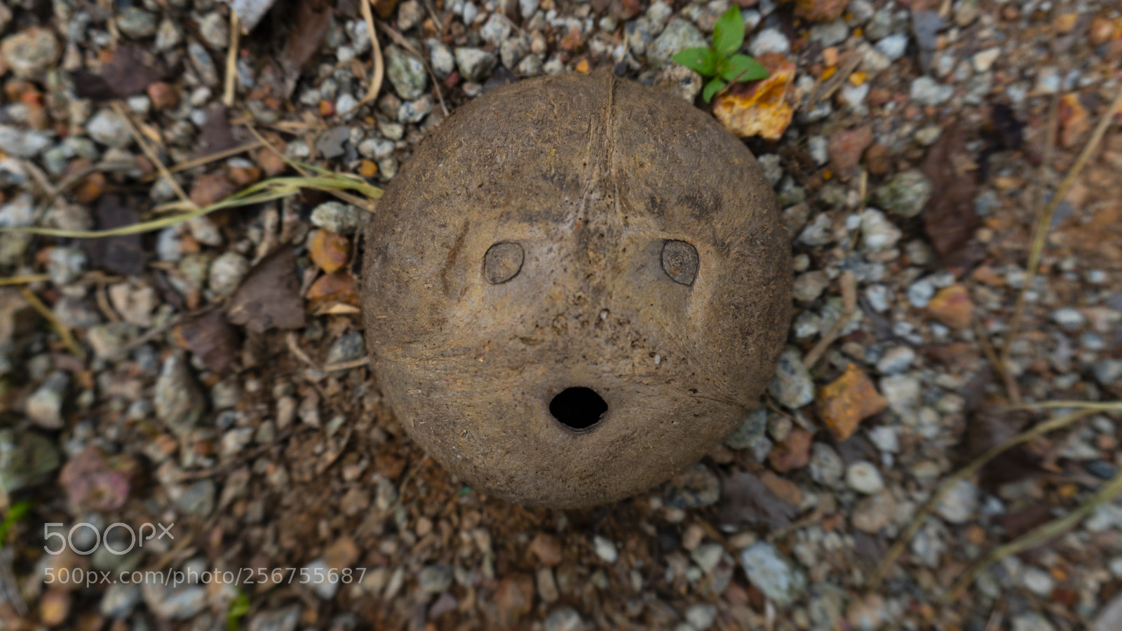 Sony a6300 sample photo. Coconut photography