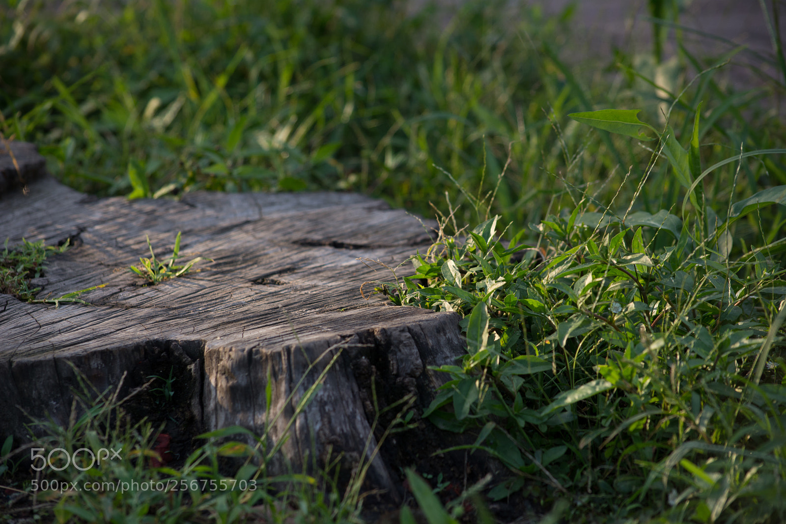 Nikon D7100 sample photo. 树头 photography
